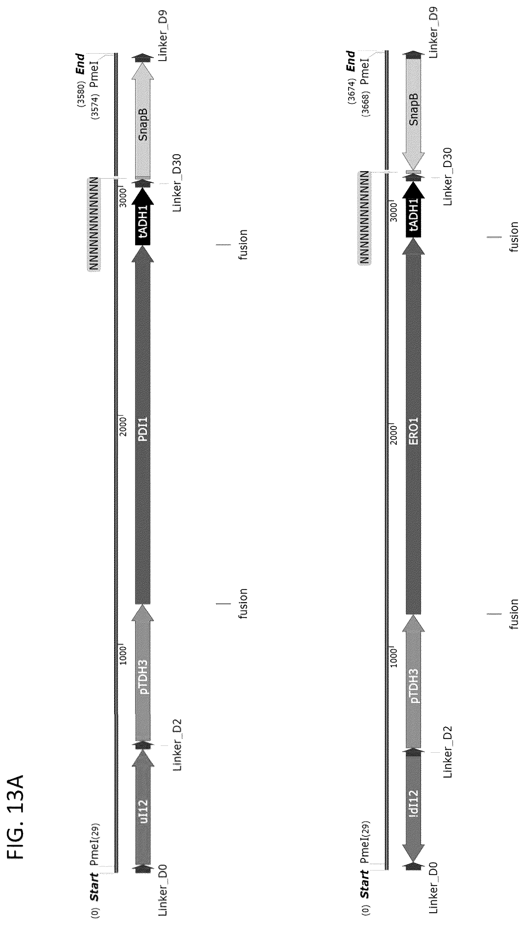 Patent US12460185 Figure 15 – Optimized cannabinoid synthase polypeptides