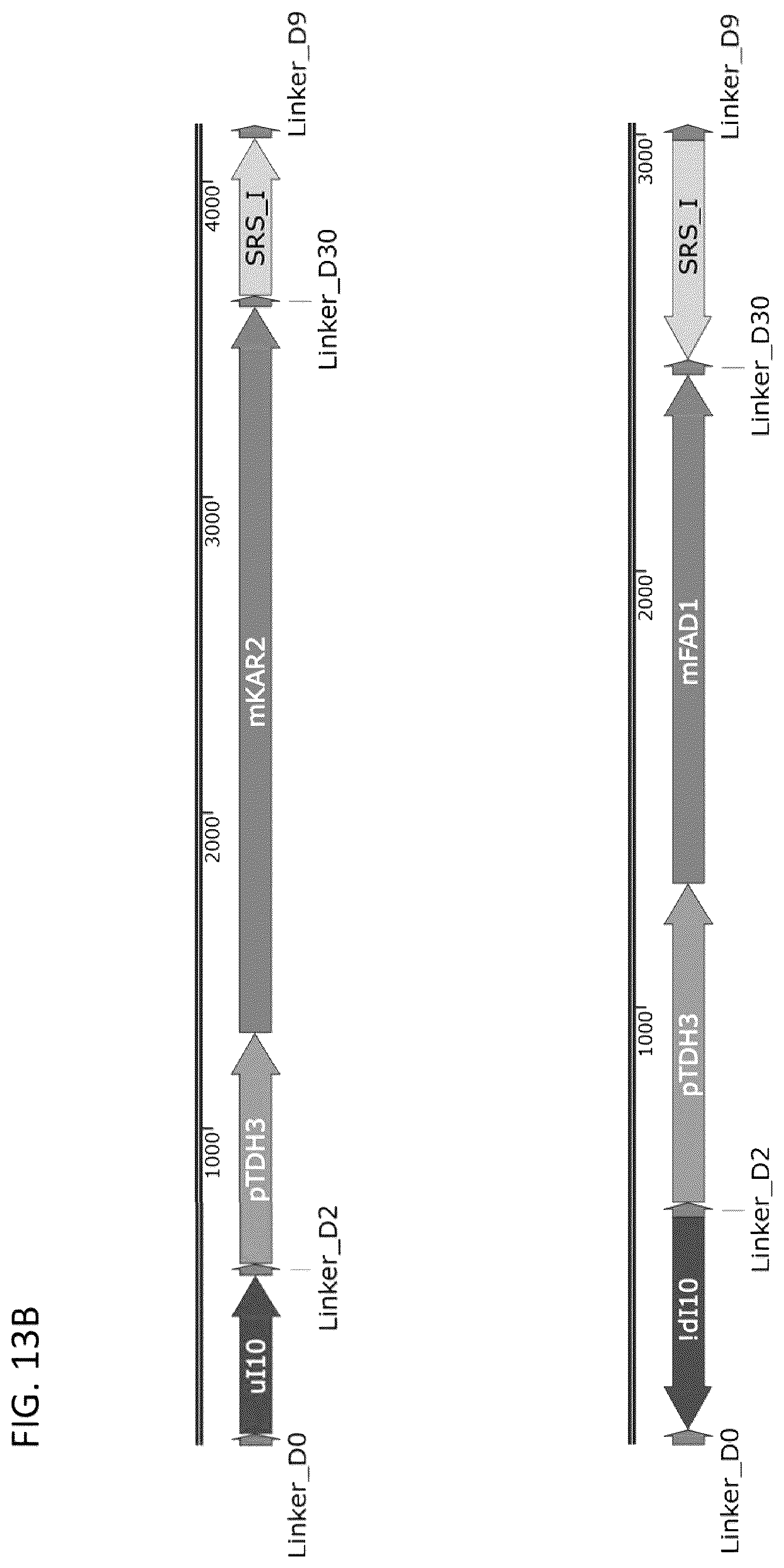 Patent US12460185 Figure 16 – Optimized cannabinoid synthase polypeptides