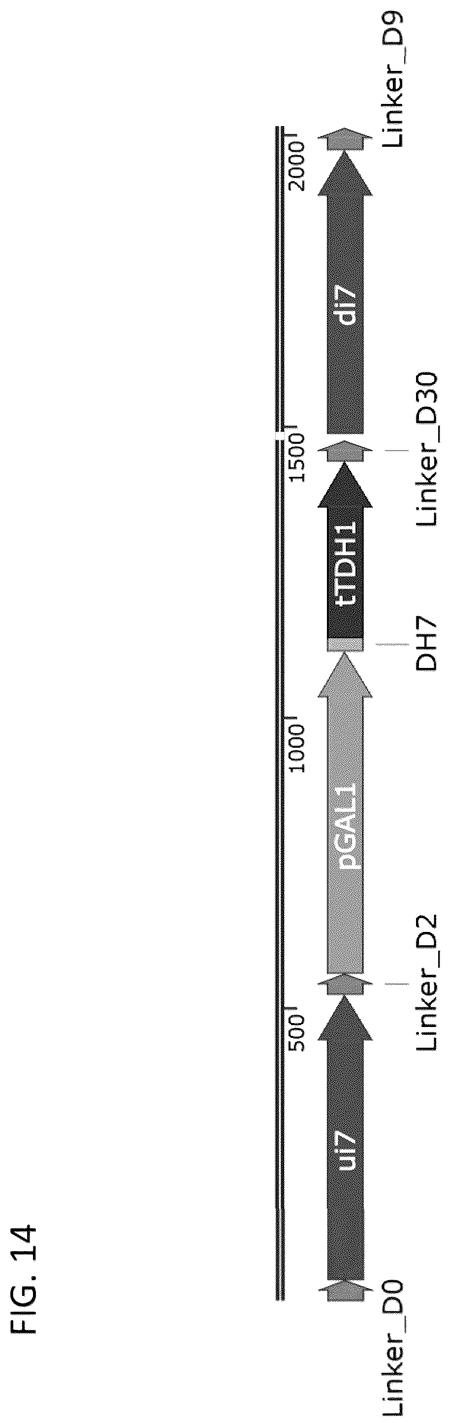 Patent US12460185 Figure 17 – Optimized cannabinoid synthase polypeptides