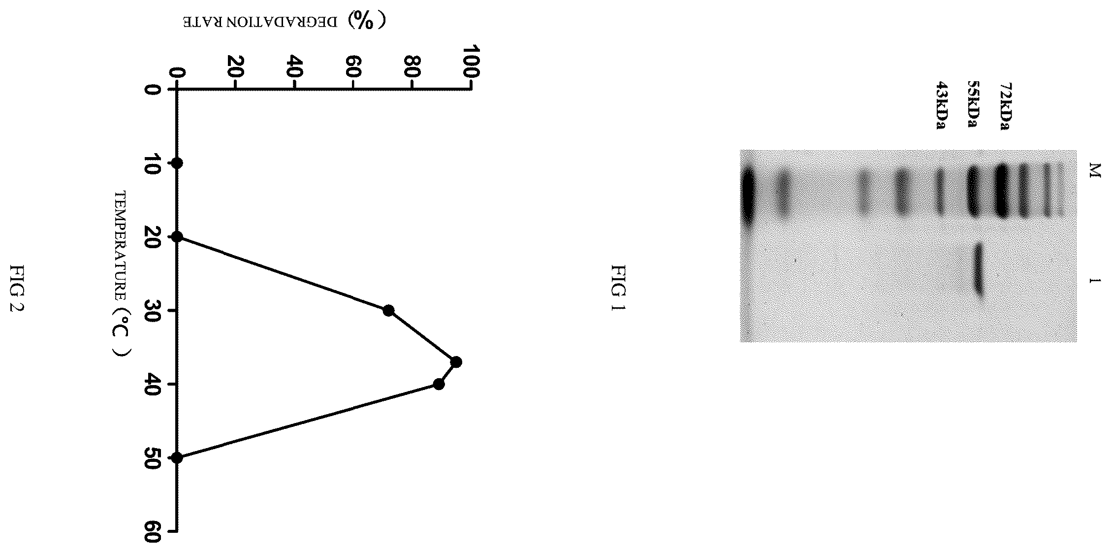 Patent US12460187 Figure 1 – Fumonisin degrading enzyme FumDPS and gene and use thereof
