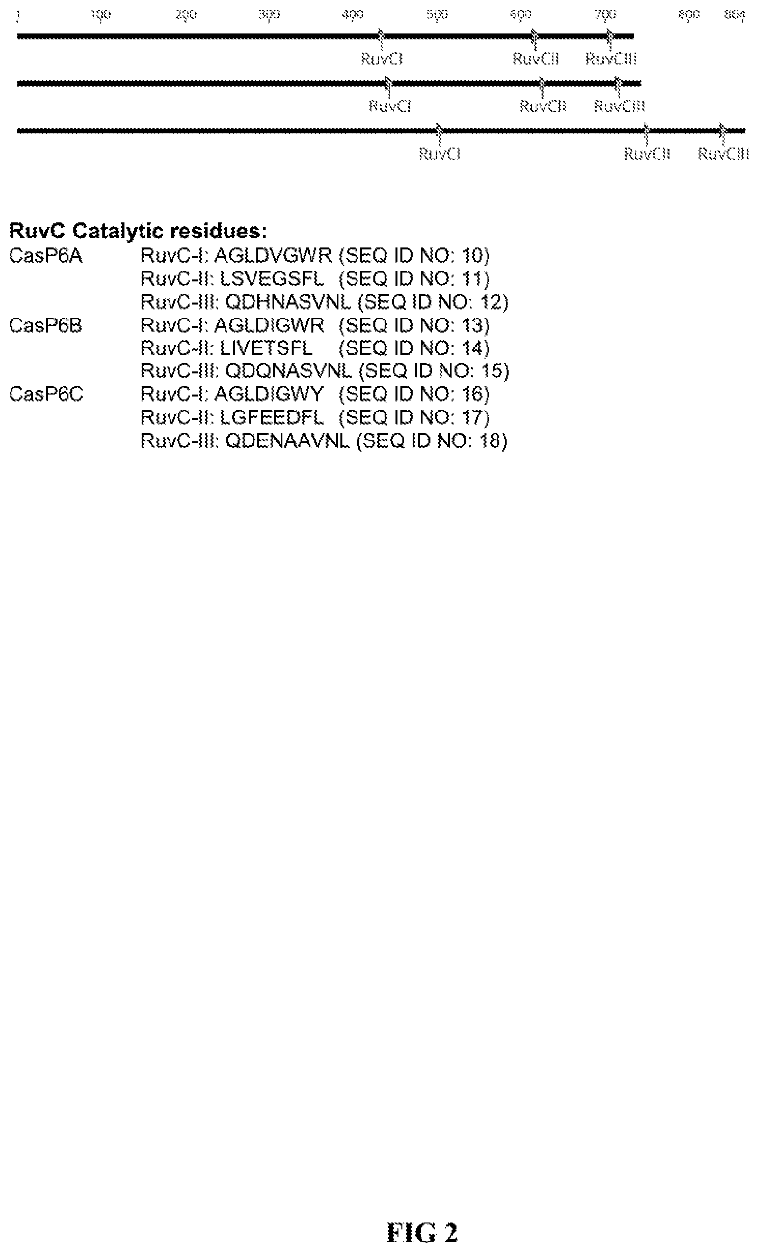 Patent US12460189 Figure 2 – RNA-guided nucleases and DNA binding proteins
