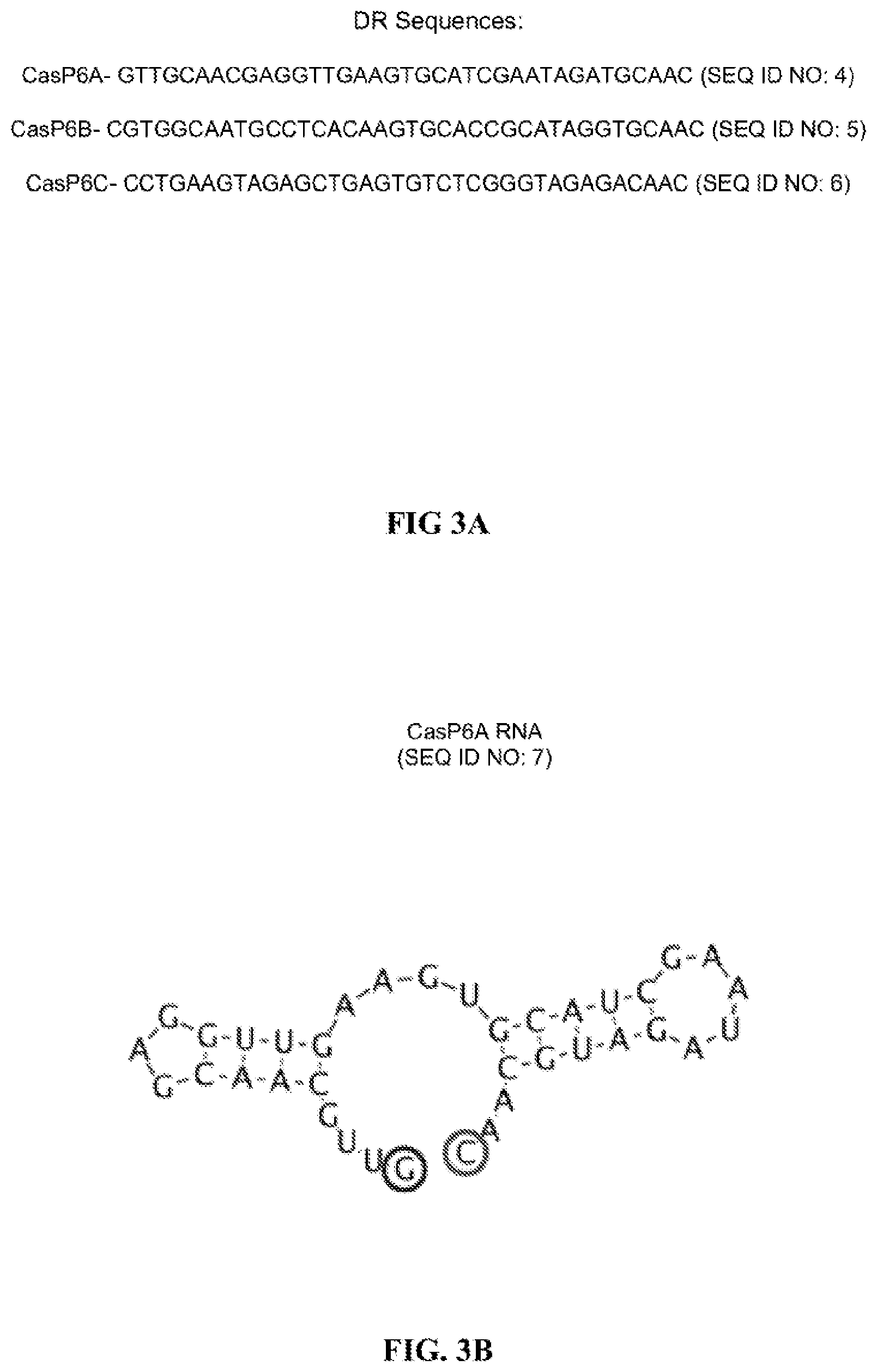 Patent US12460189 Figure 3 – RNA-guided nucleases and DNA binding proteins