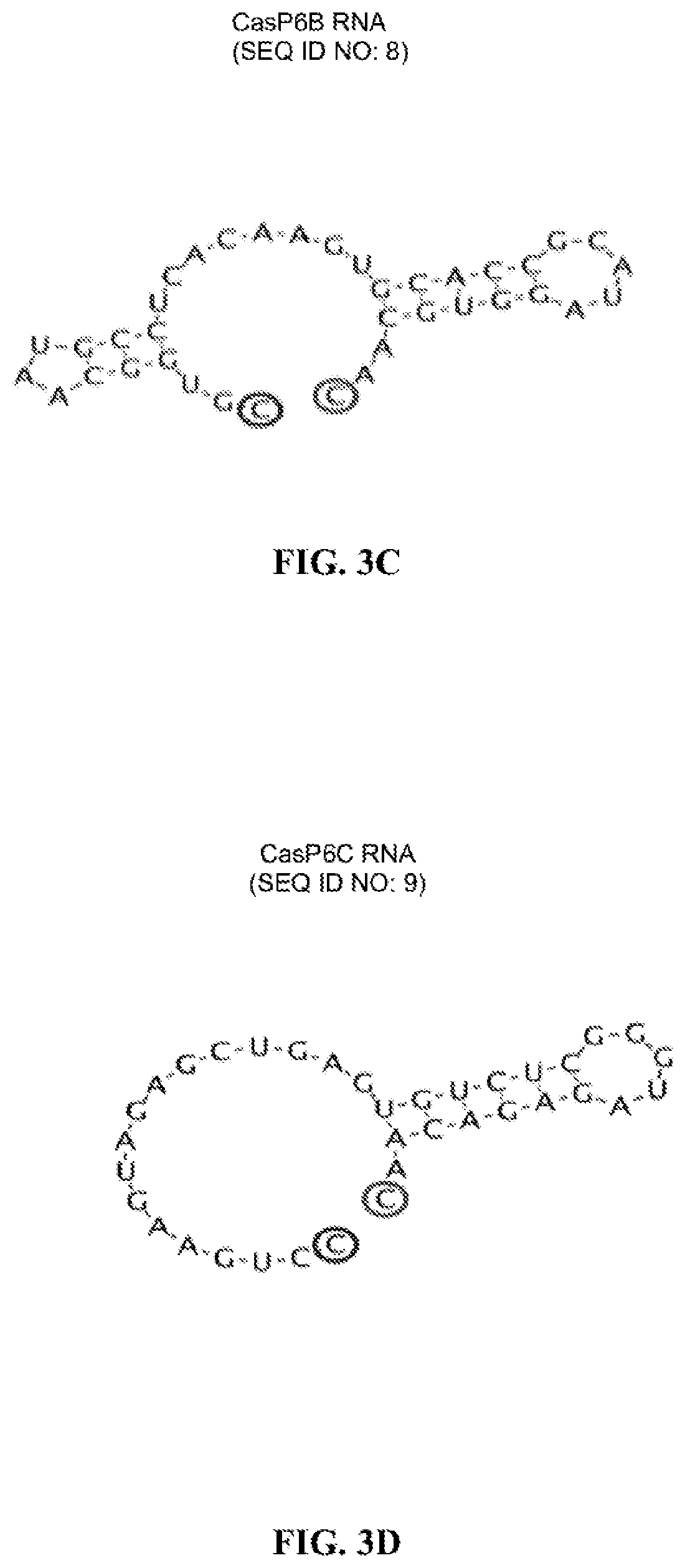 Patent US12460189 Figure 4 – RNA-guided nucleases and DNA binding proteins