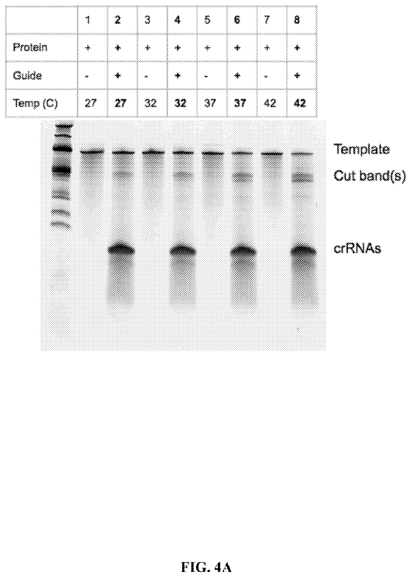 Patent US12460189 Figure 5 – RNA-guided nucleases and DNA binding proteins
