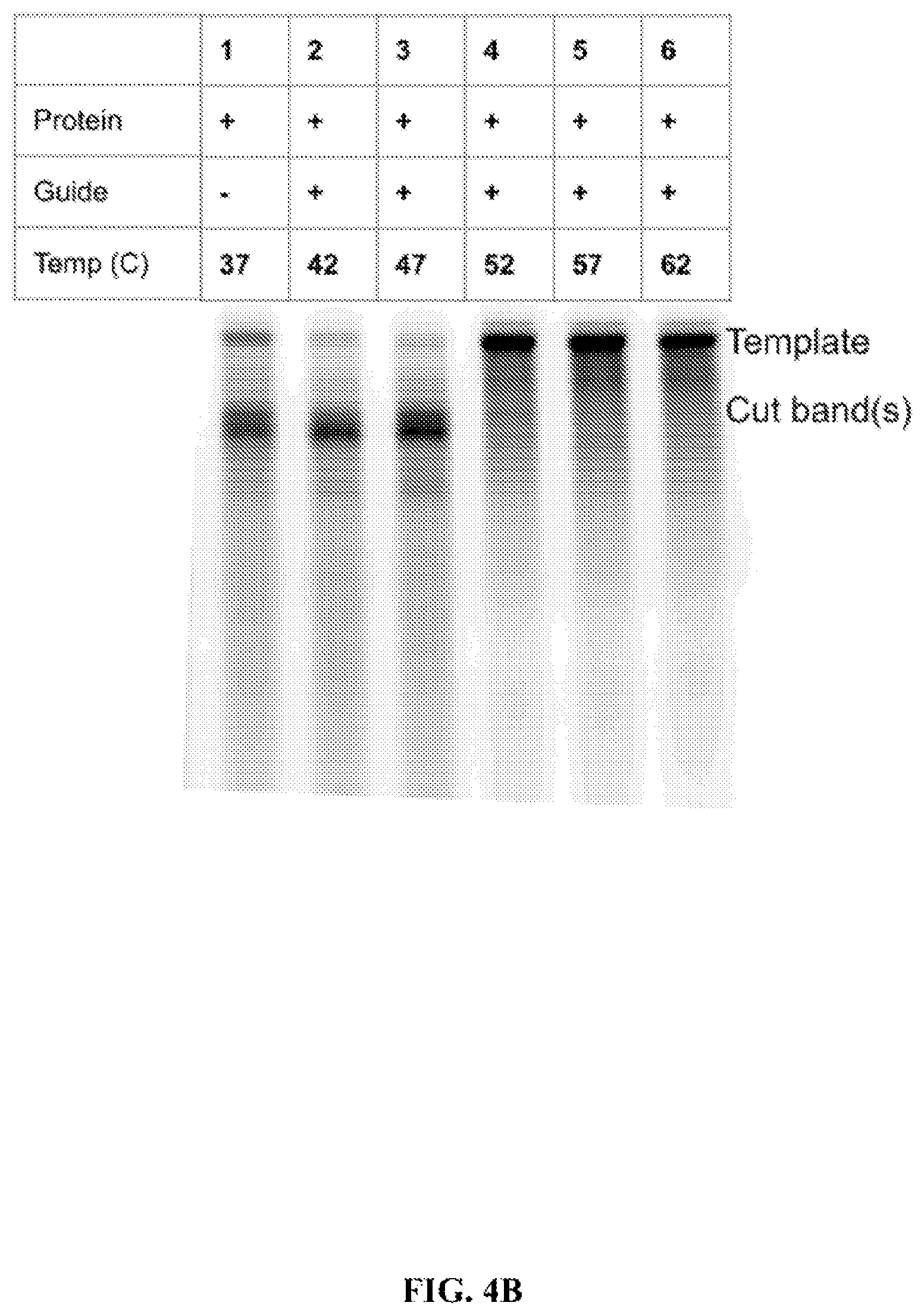 Patent US12460189 Figure 6 – RNA-guided nucleases and DNA binding proteins