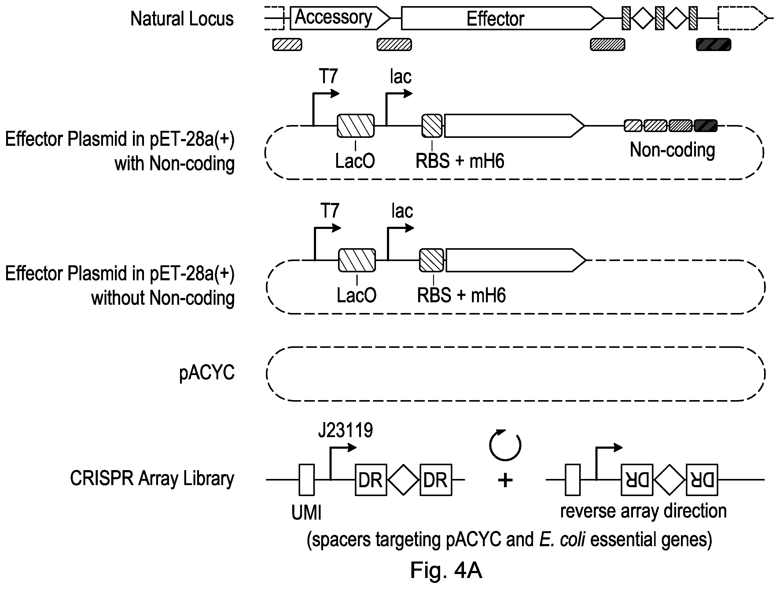 Patent US12460190 Figure 15 – CRISPR DNA targeting enzymes and systems