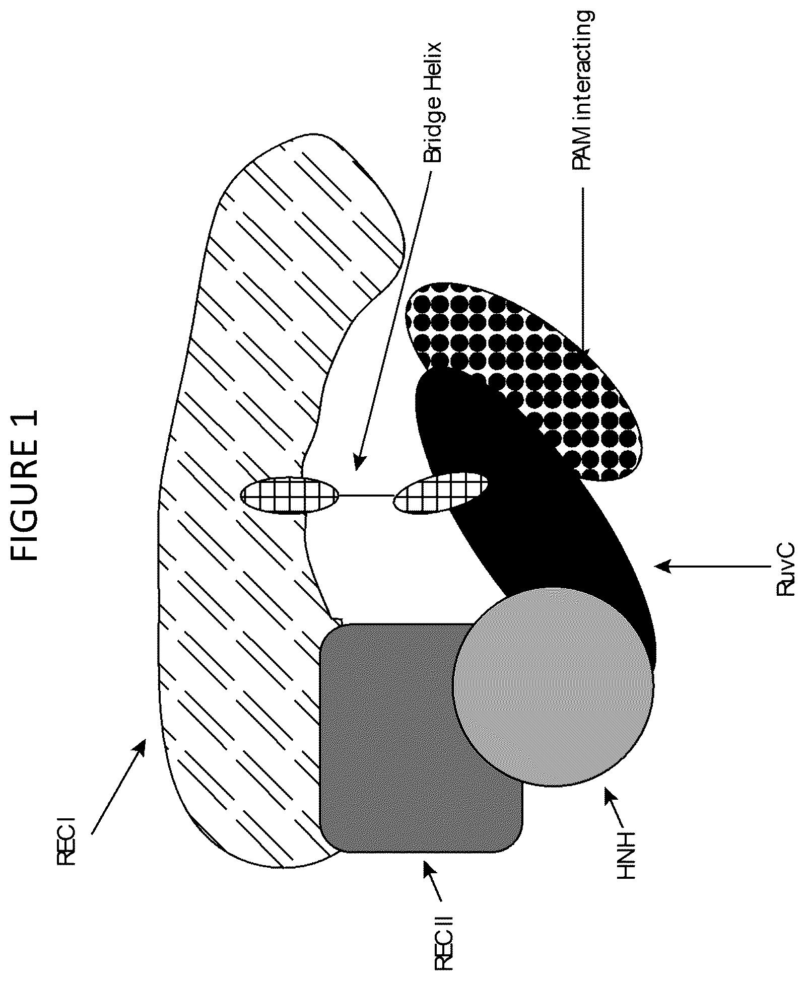 Patent US12460191 Figure 1 – Cas9 variants and methods of use