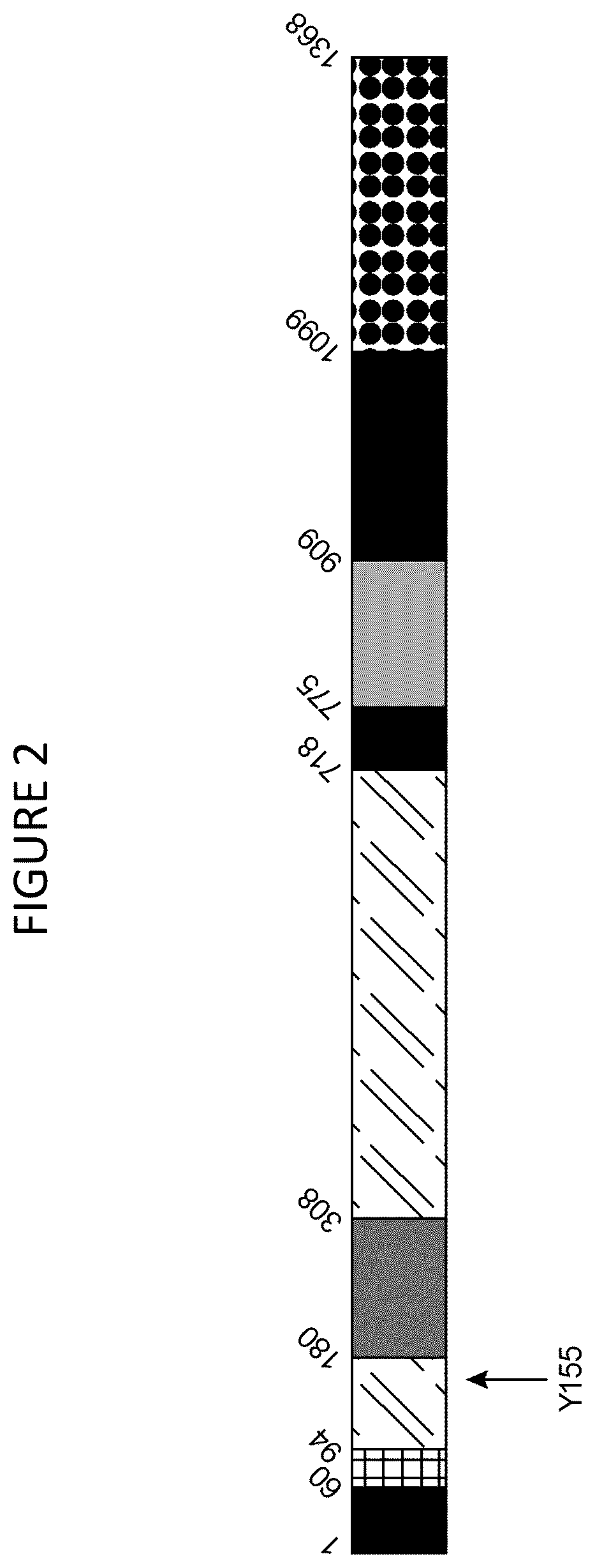 Patent US12460191 Figure 2 – Cas9 variants and methods of use