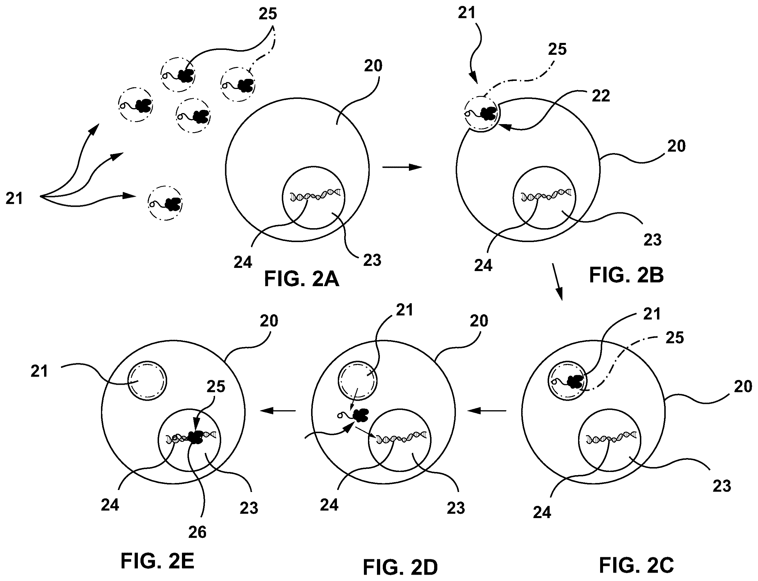 Patent US12460192 Figure 2 – Lipid-encapsulated dual-cleaving endonuclease for DNA and gene editing