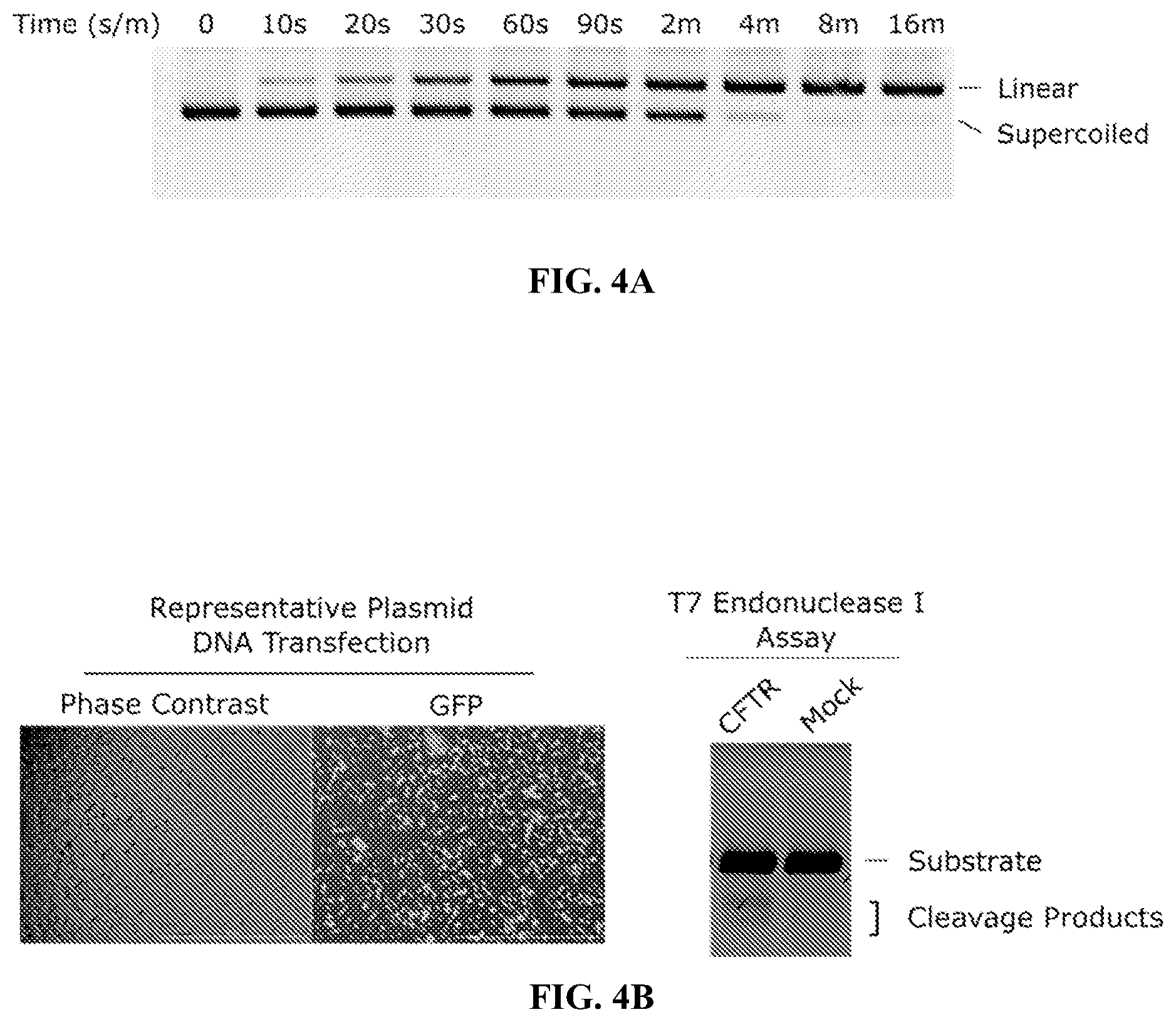 Patent US12460192 Figure 4 – Lipid-encapsulated dual-cleaving endonuclease for DNA and gene editing