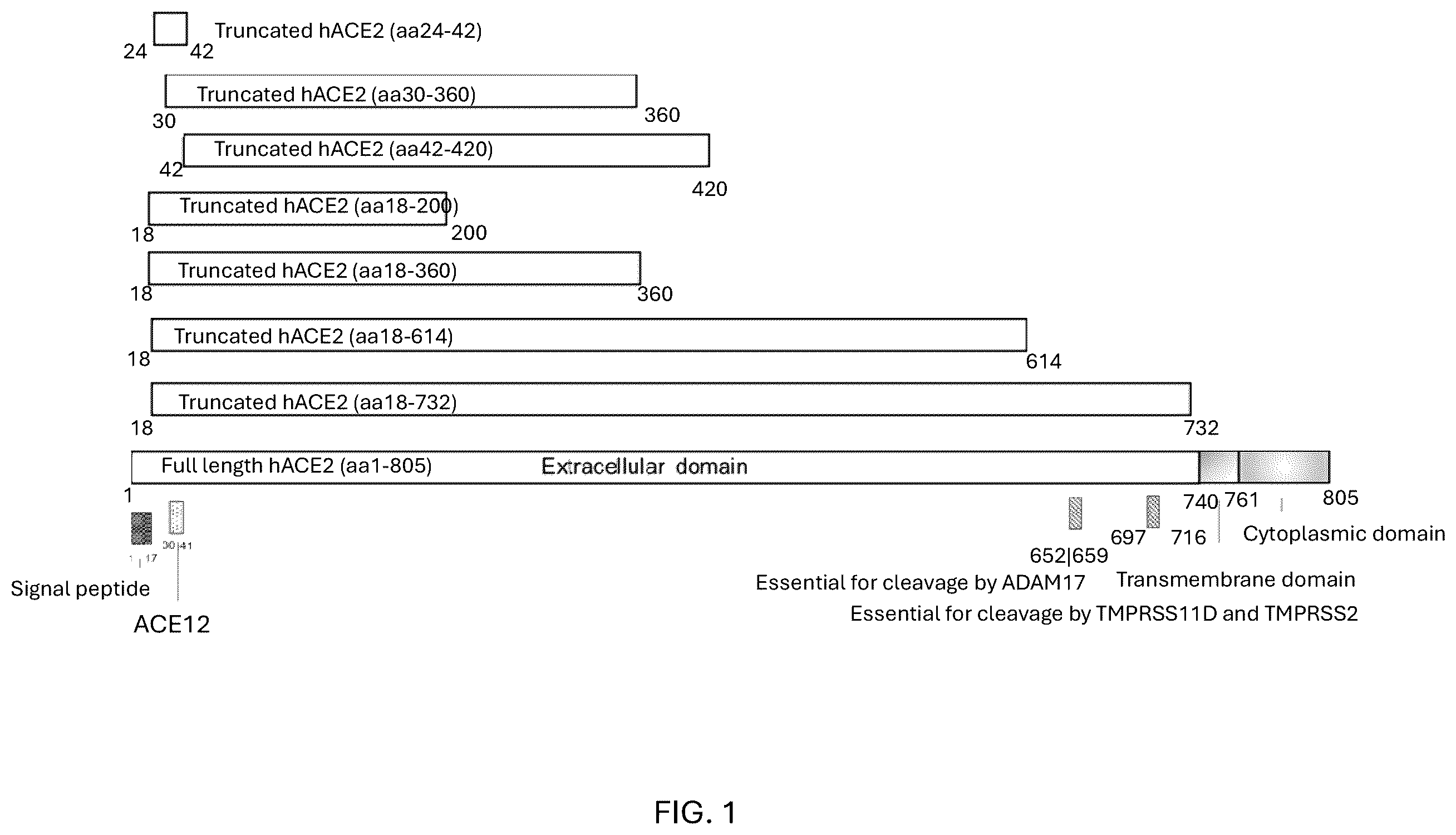 Patent US12460193 Figure 1 – Compositions for preventing or treating coronavirus infections
