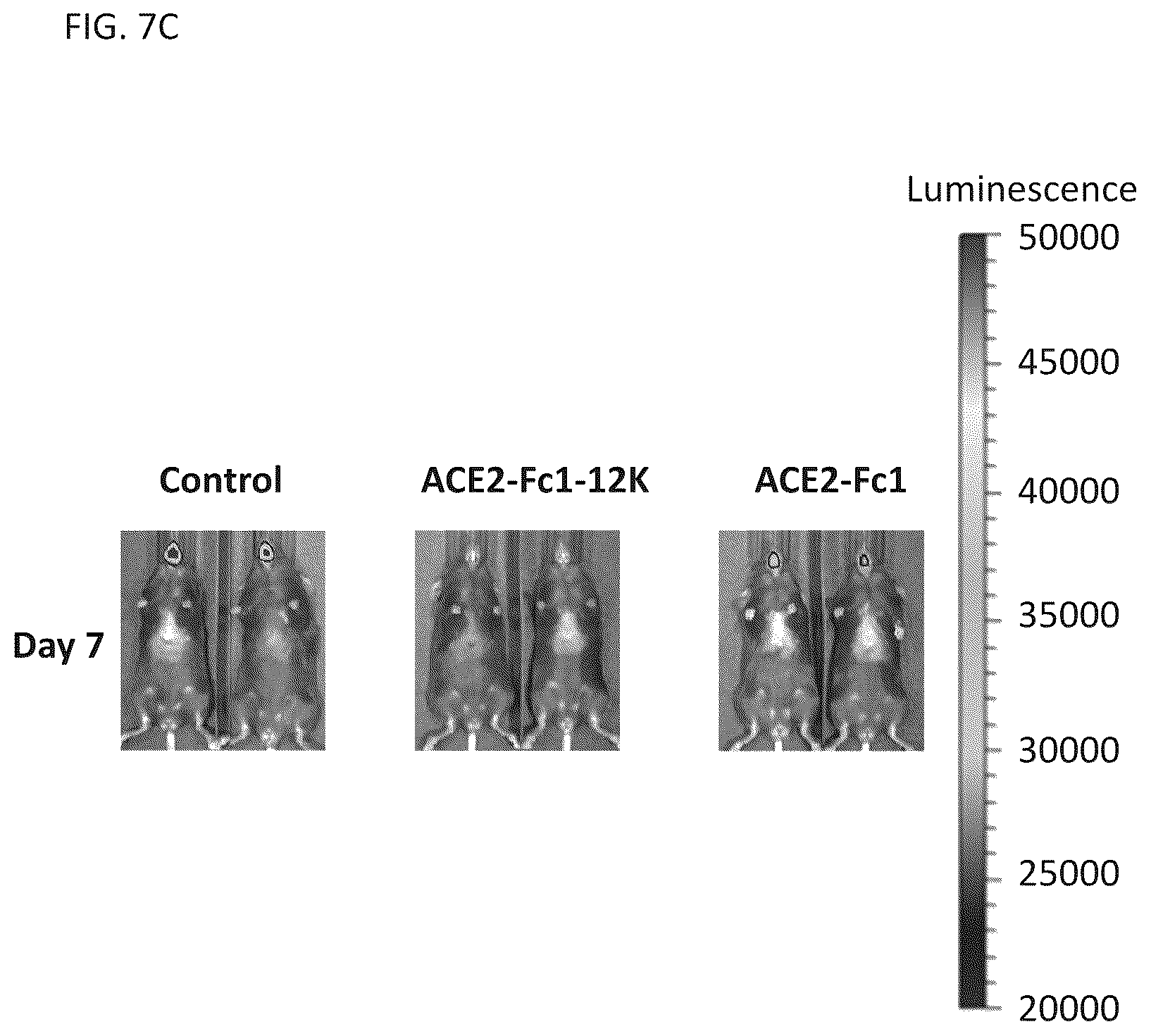 Patent US12460193 Figure 13 – Compositions for preventing or treating coronavirus infections