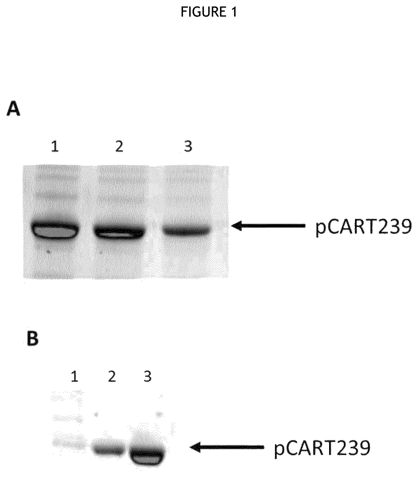 Patent US12460194 Figure 1 – Cysteine protease