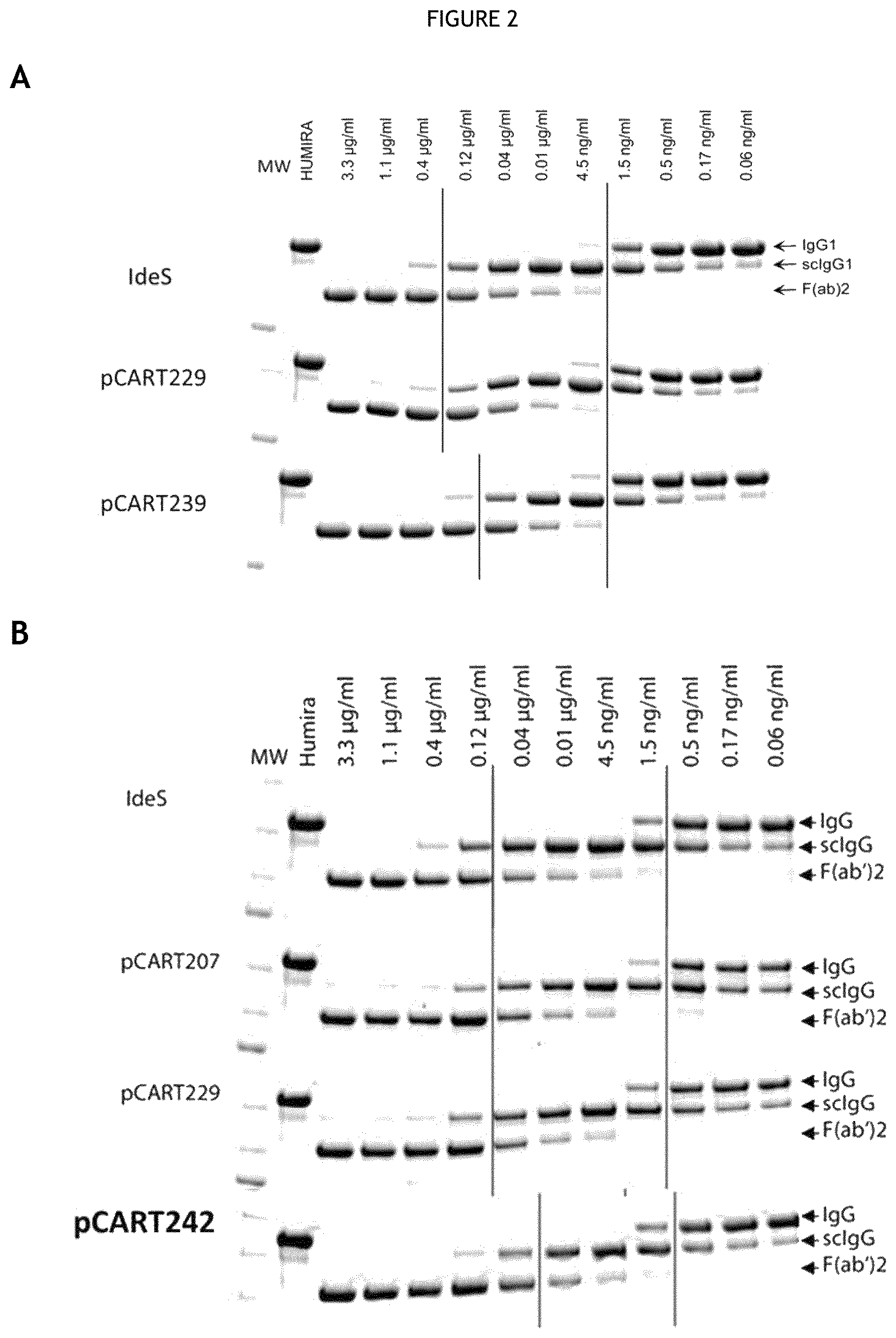 Patent US12460194 Figure 2 – Cysteine protease