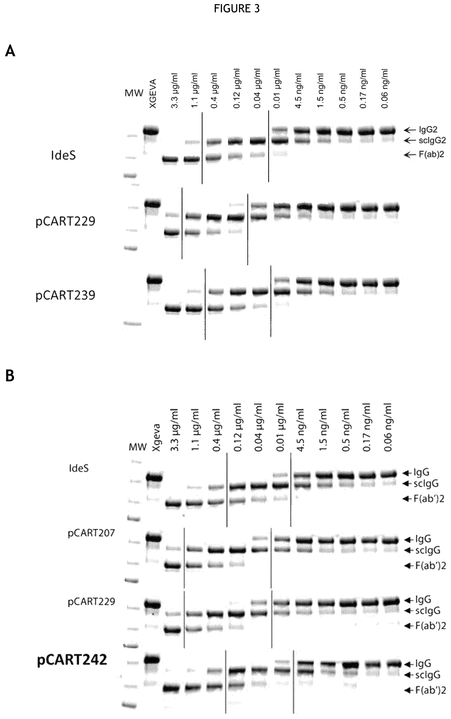 Patent US12460194 Figure 3 – Cysteine protease