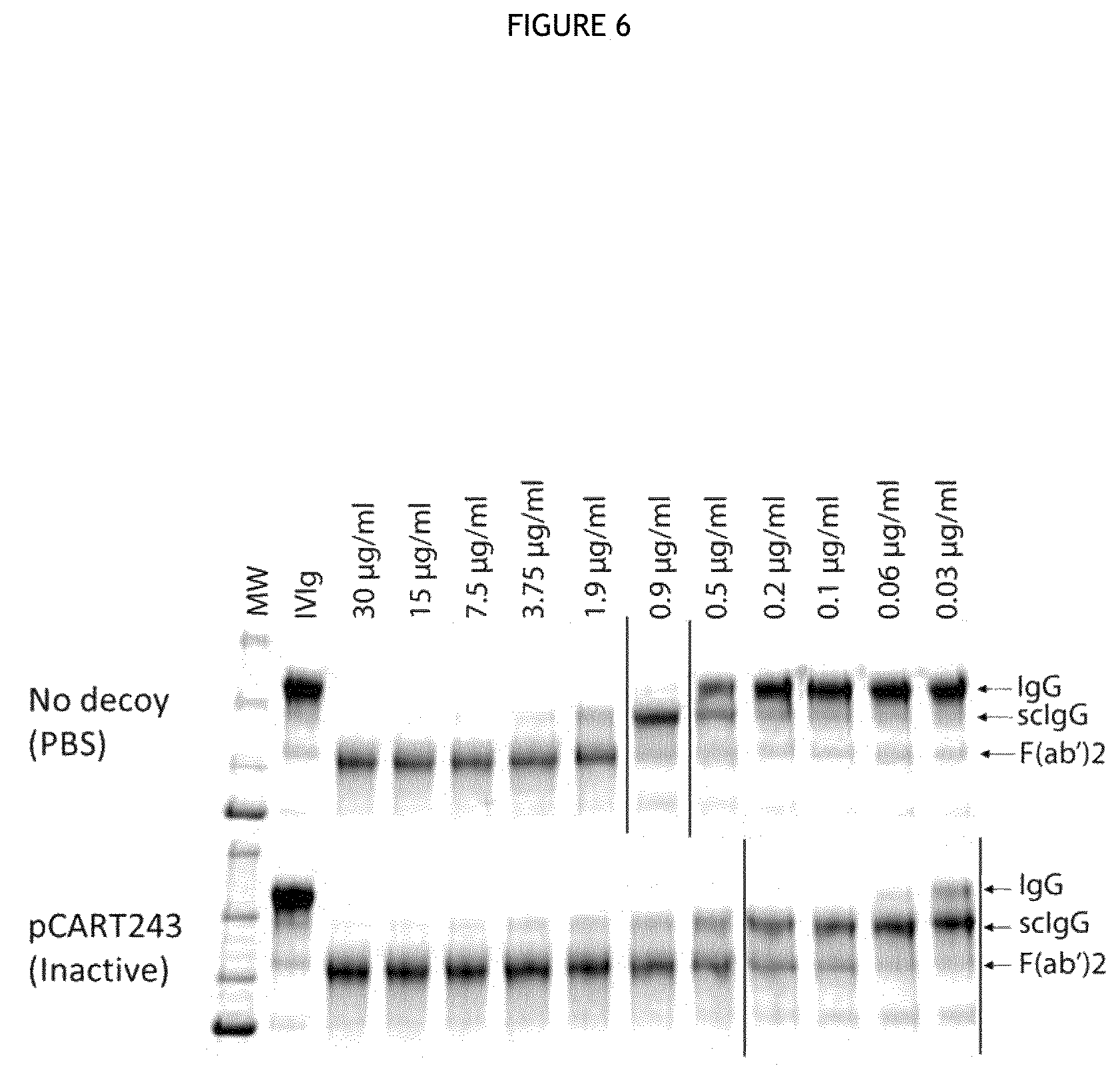 Patent US12460194 Figure 7 – Cysteine protease
