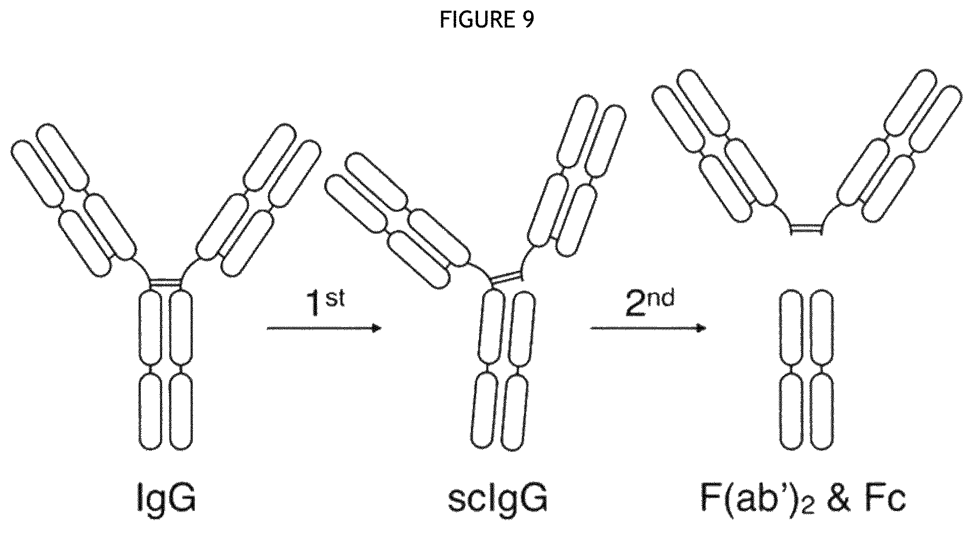 Patent US12460194 Figure 10 – Cysteine protease