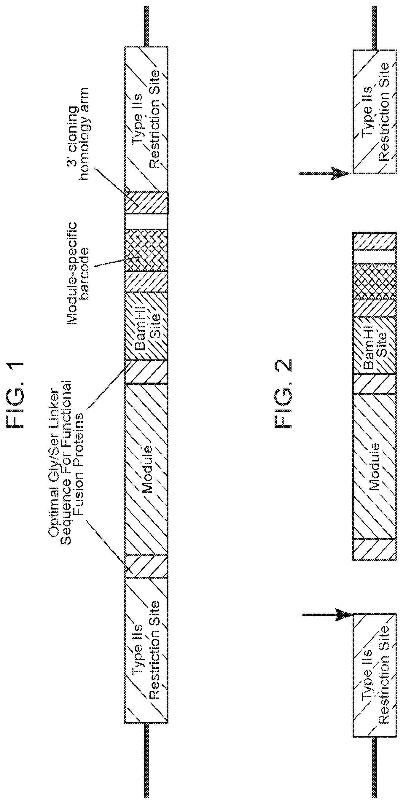 Patent US12460199 Figure 1 – Modular polypeptide libraries and methods of making and using same