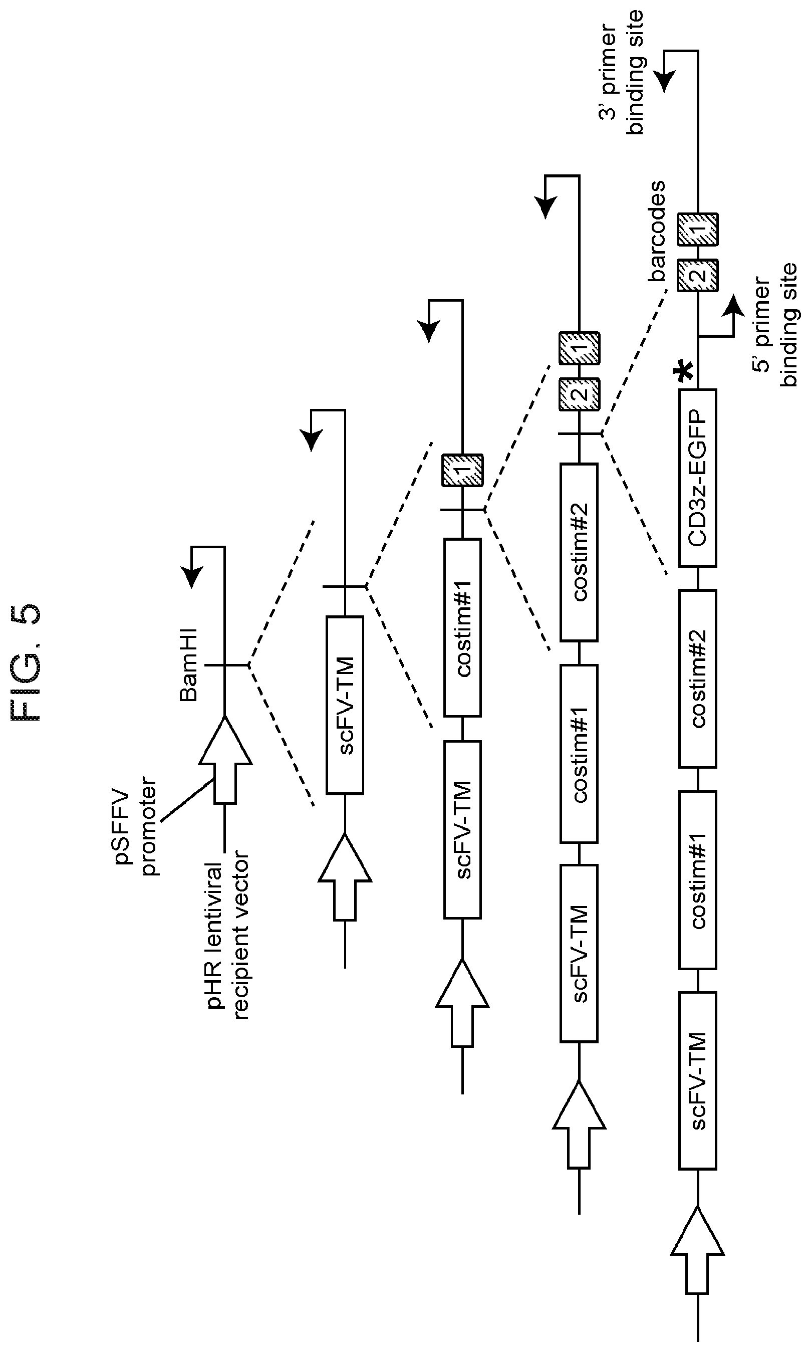 Patent US12460199 Figure 6 – Modular polypeptide libraries and methods of making and using same