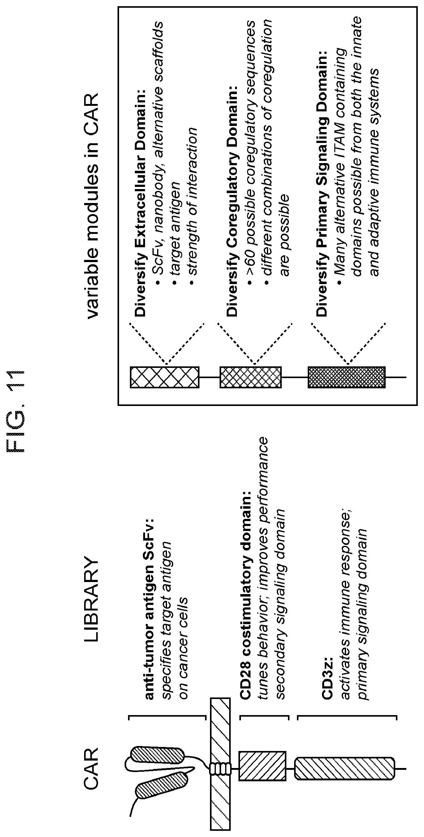 Patent US12460199 Figure 10 – Modular polypeptide libraries and methods of making and using same