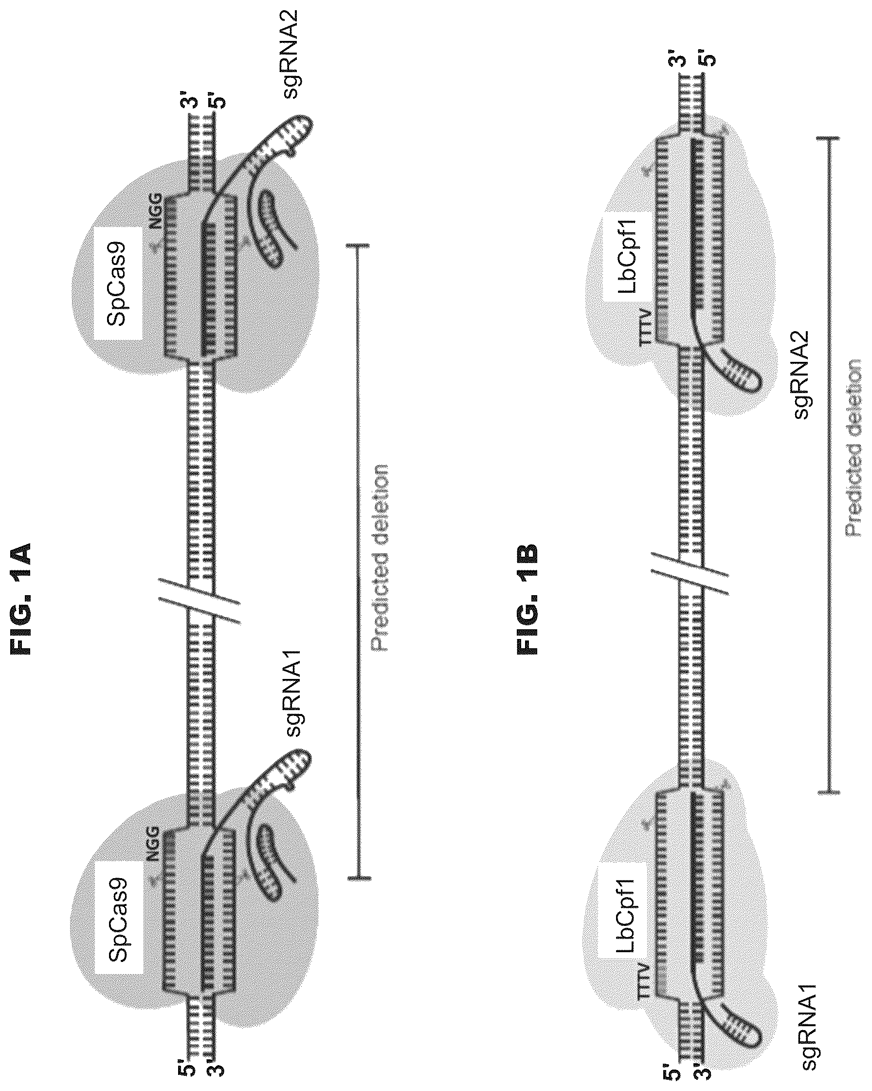 Patent US12460200 Figure 1 – Methods and compositions comprising CRISPR-Cpf1 and paired guide CRISPR RNAs for programmable genomic deletions