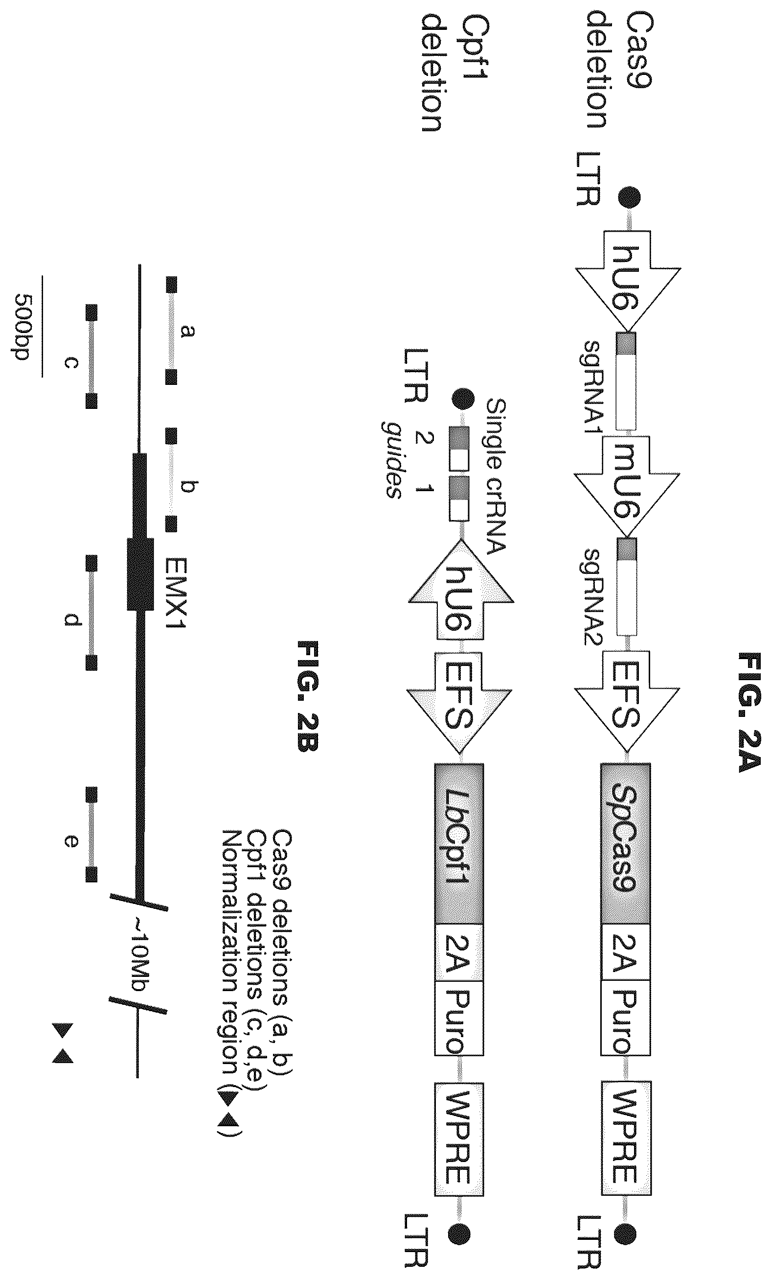 Patent US12460200 Figure 2 – Methods and compositions comprising CRISPR-Cpf1 and paired guide CRISPR RNAs for programmable genomic deletions