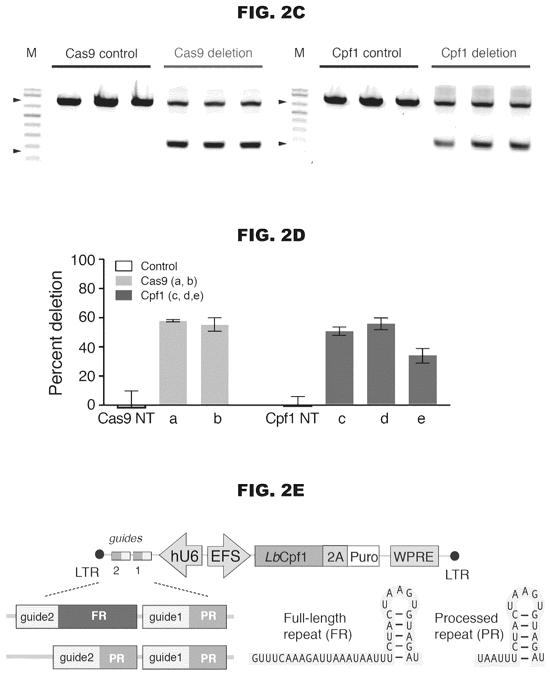 Patent US12460200 Figure 3 – Methods and compositions comprising CRISPR-Cpf1 and paired guide CRISPR RNAs for programmable genomic deletions