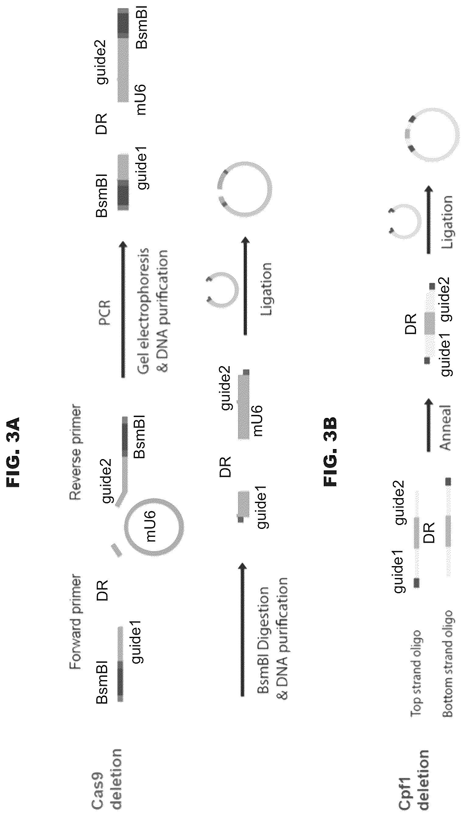 Patent US12460200 Figure 5 – Methods and compositions comprising CRISPR-Cpf1 and paired guide CRISPR RNAs for programmable genomic deletions