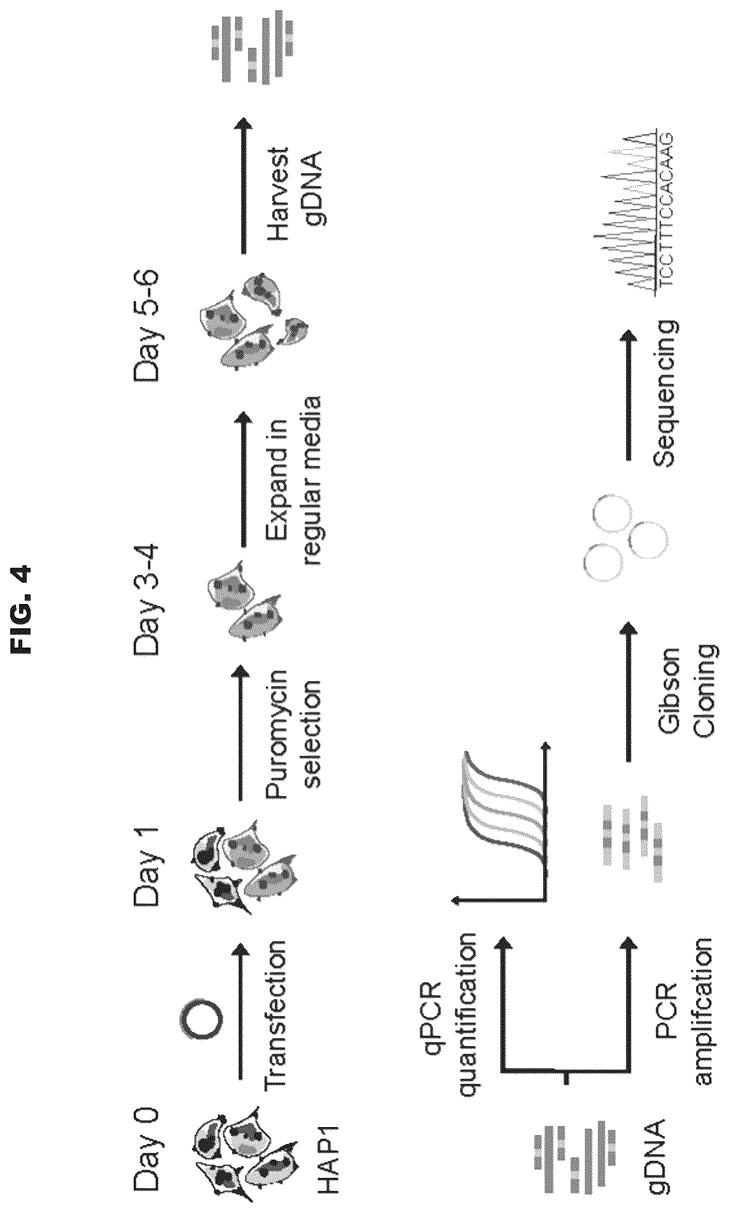 Patent US12460200 Figure 6 – Methods and compositions comprising CRISPR-Cpf1 and paired guide CRISPR RNAs for programmable genomic deletions