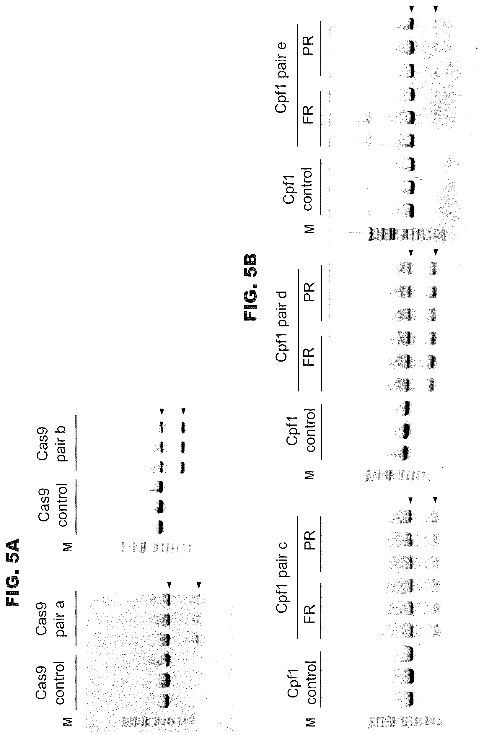 Patent US12460200 Figure 7 – Methods and compositions comprising CRISPR-Cpf1 and paired guide CRISPR RNAs for programmable genomic deletions