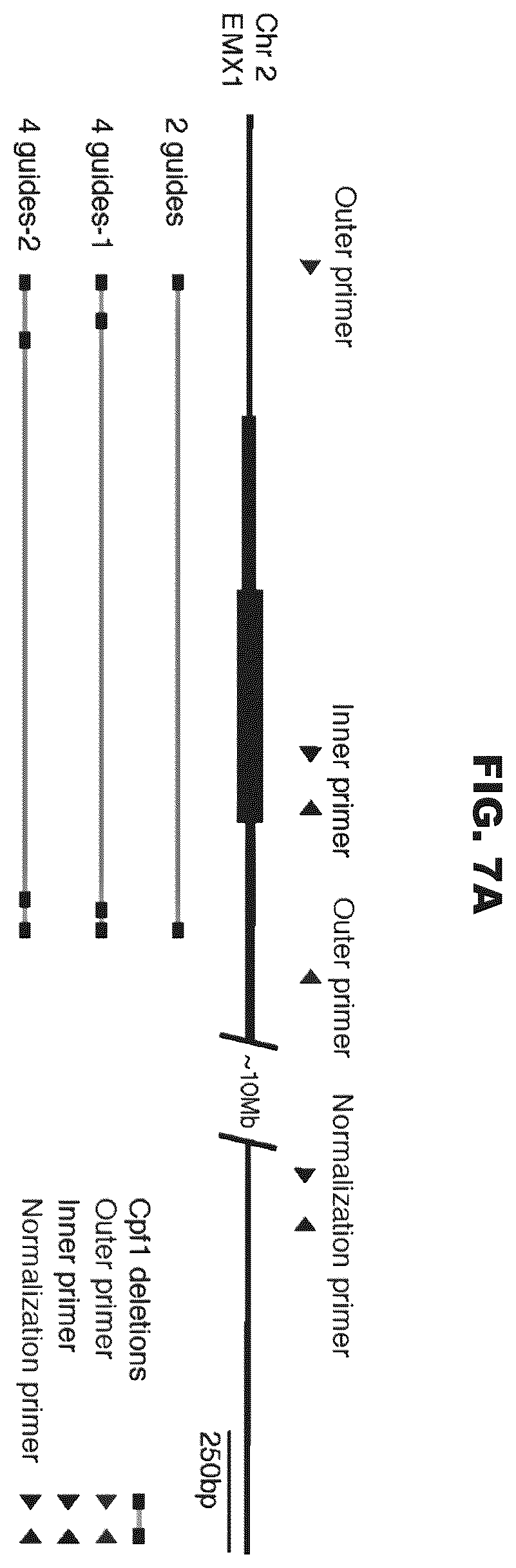 Patent US12460200 Figure 9 – Methods and compositions comprising CRISPR-Cpf1 and paired guide CRISPR RNAs for programmable genomic deletions