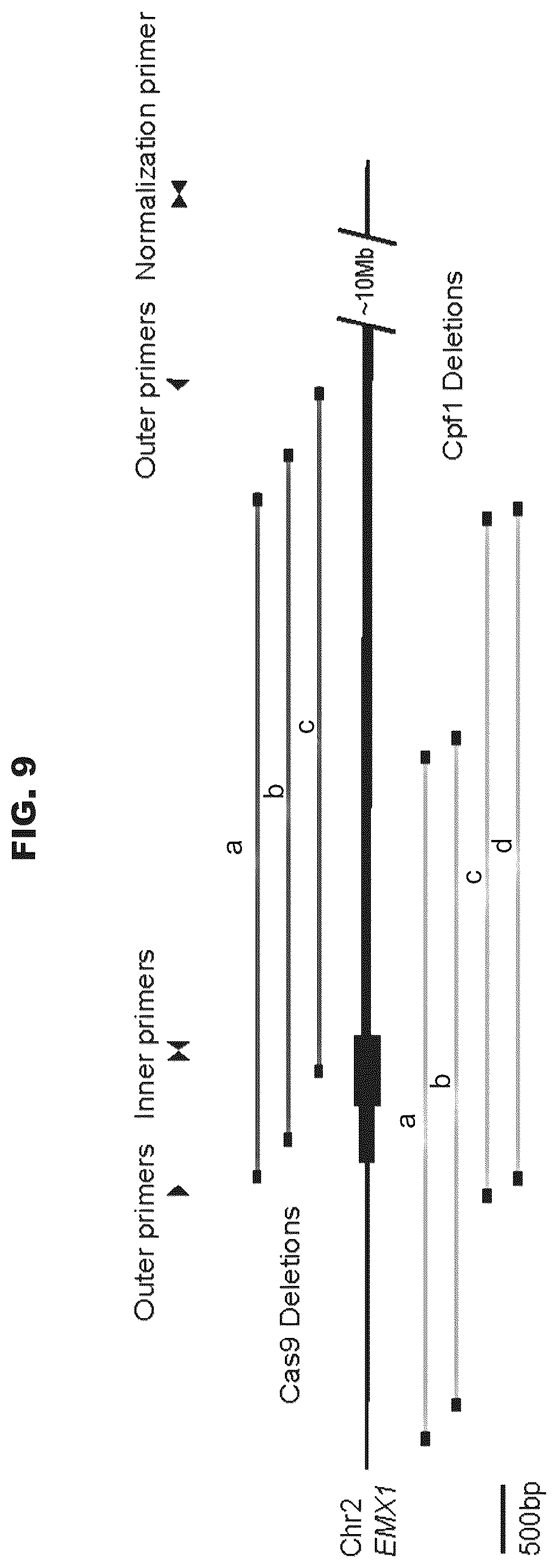 Patent US12460200 Figure 14 – Methods and compositions comprising CRISPR-Cpf1 and paired guide CRISPR RNAs for programmable genomic deletions