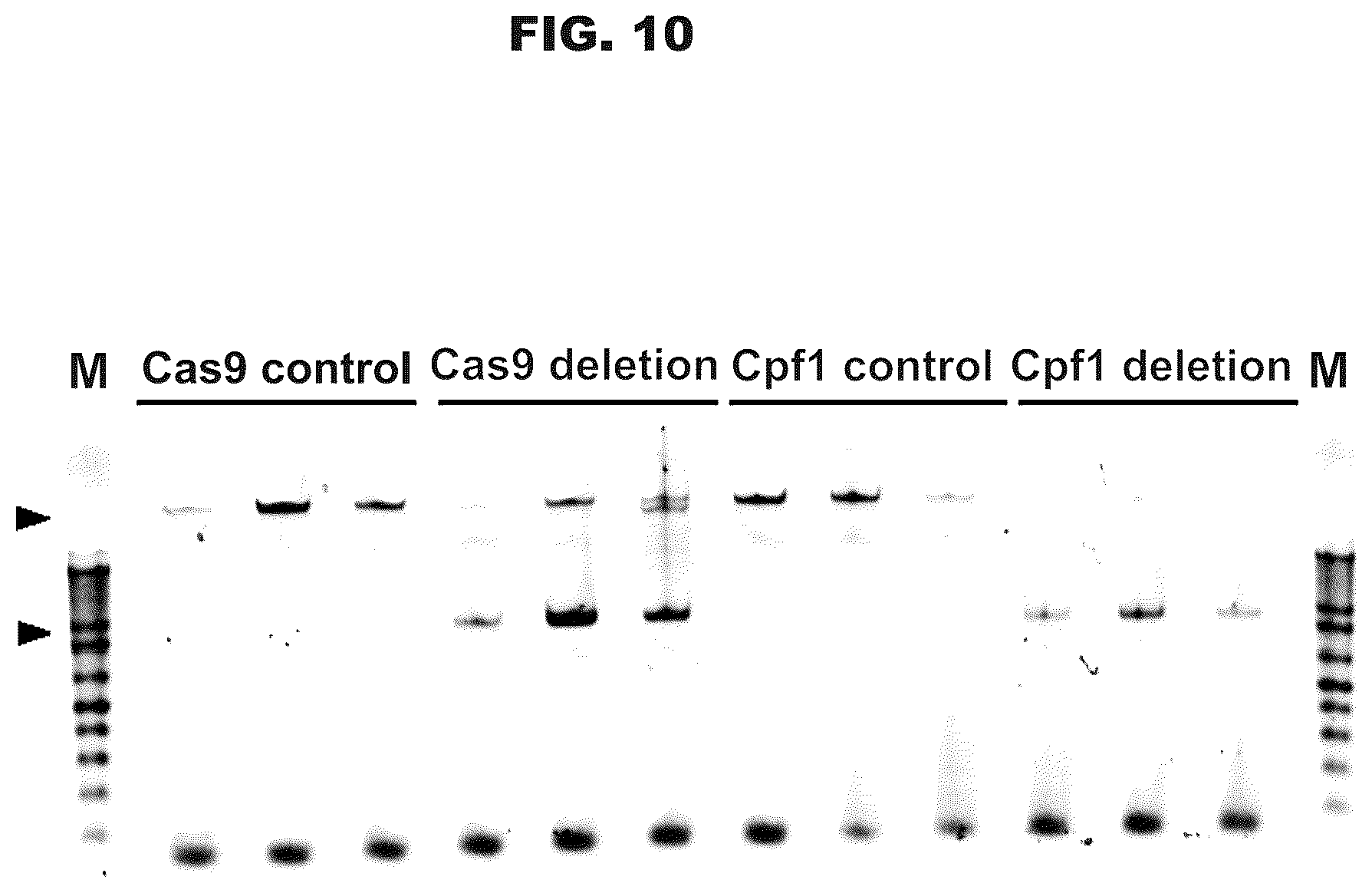 Patent US12460200 Figure 15 – Methods and compositions comprising CRISPR-Cpf1 and paired guide CRISPR RNAs for programmable genomic deletions