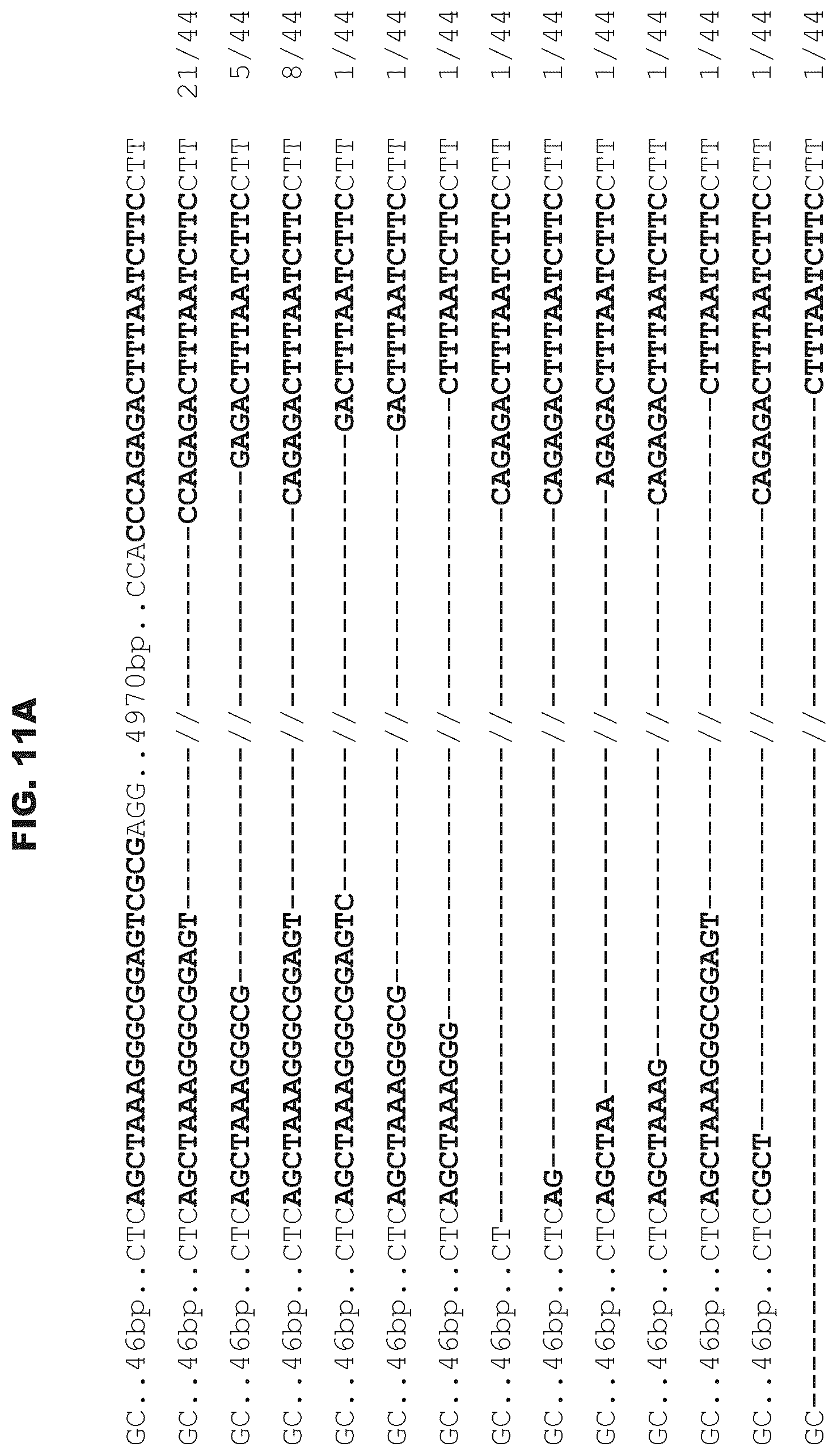 Patent US12460200 Figure 16 – Methods and compositions comprising CRISPR-Cpf1 and paired guide CRISPR RNAs for programmable genomic deletions
