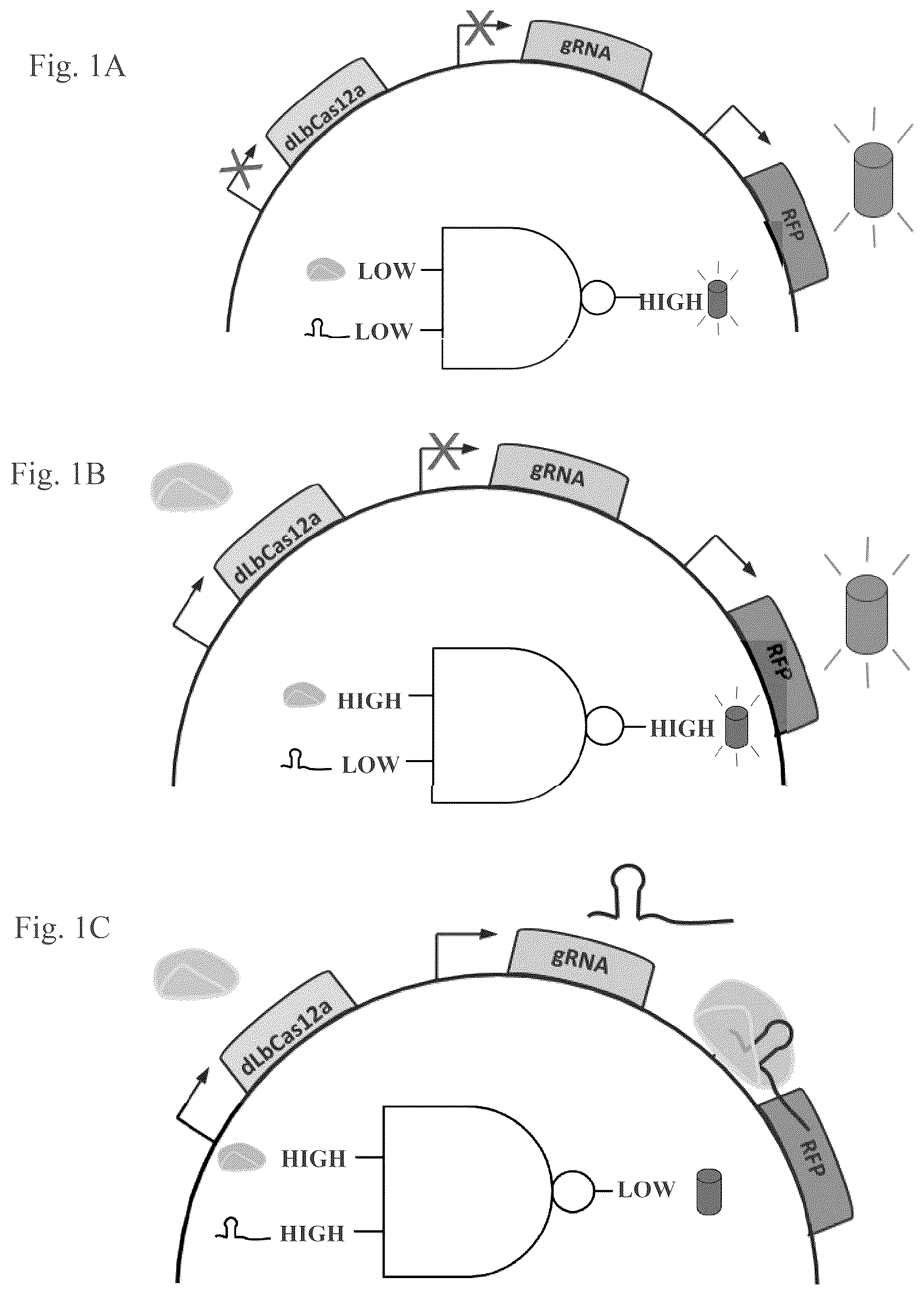 Patent US12460201 Figure 1 – Methods of multiplexing CRISPR