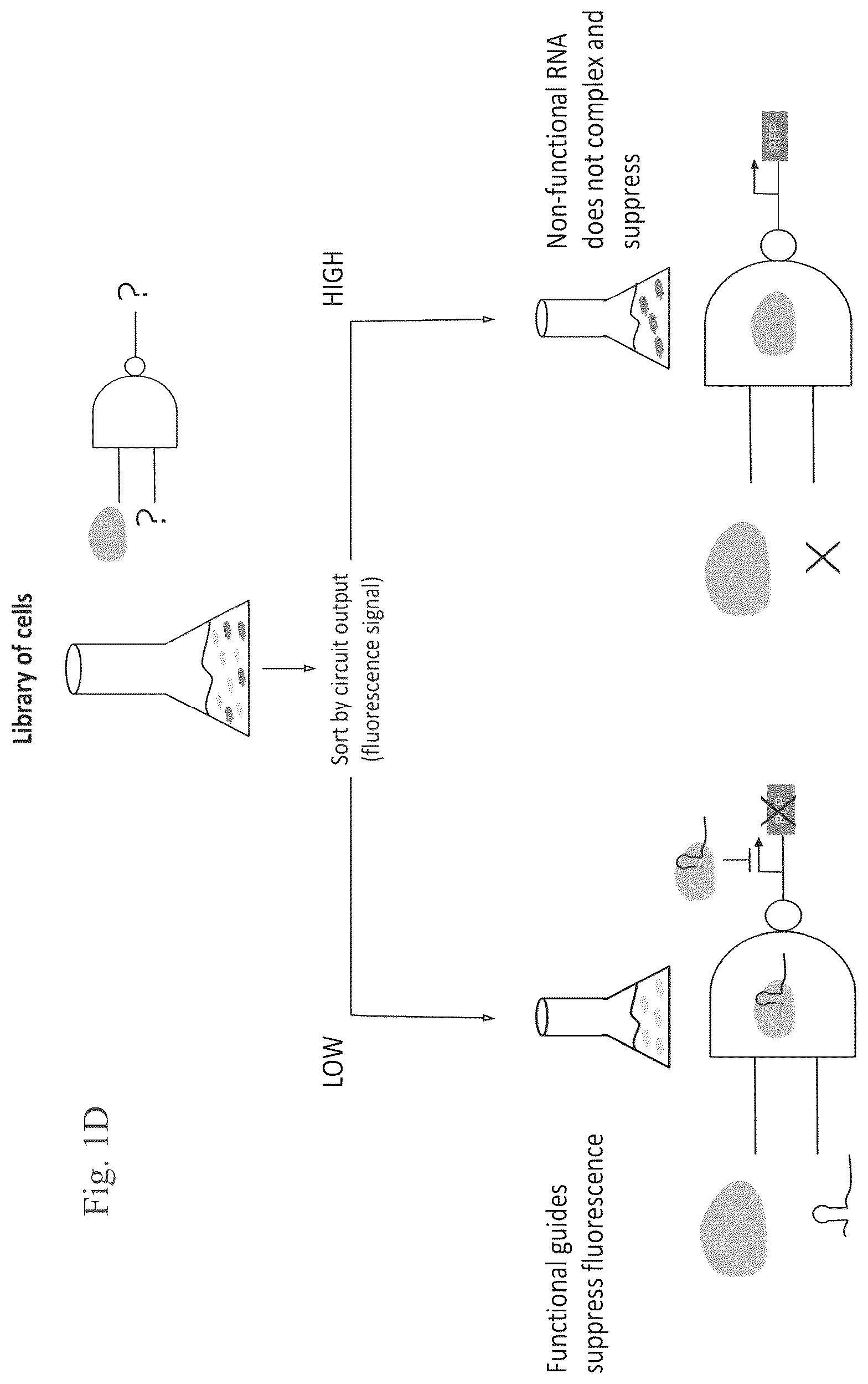 Patent US12460201 Figure 2 – Methods of multiplexing CRISPR