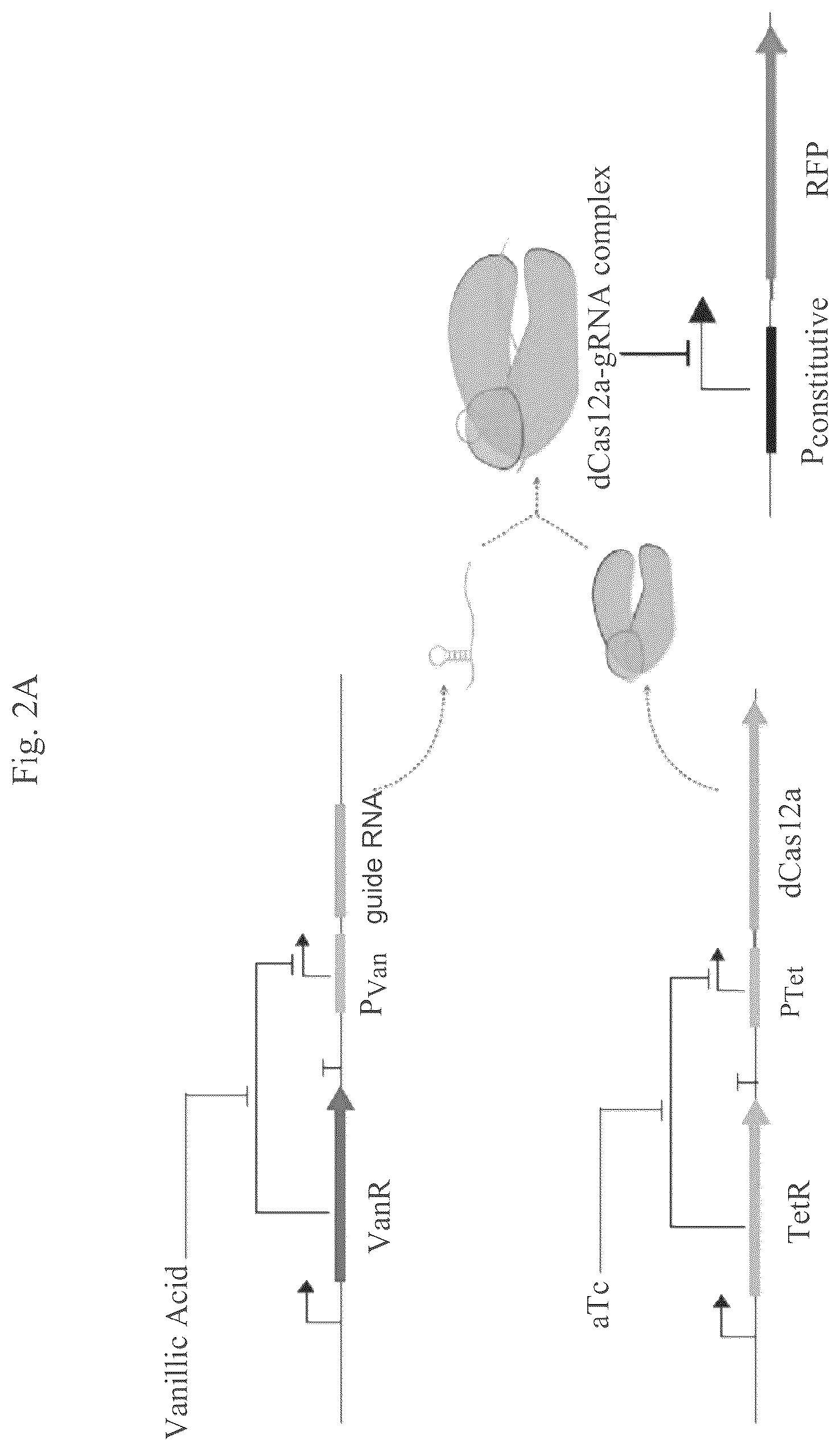 Patent US12460201 Figure 3 – Methods of multiplexing CRISPR