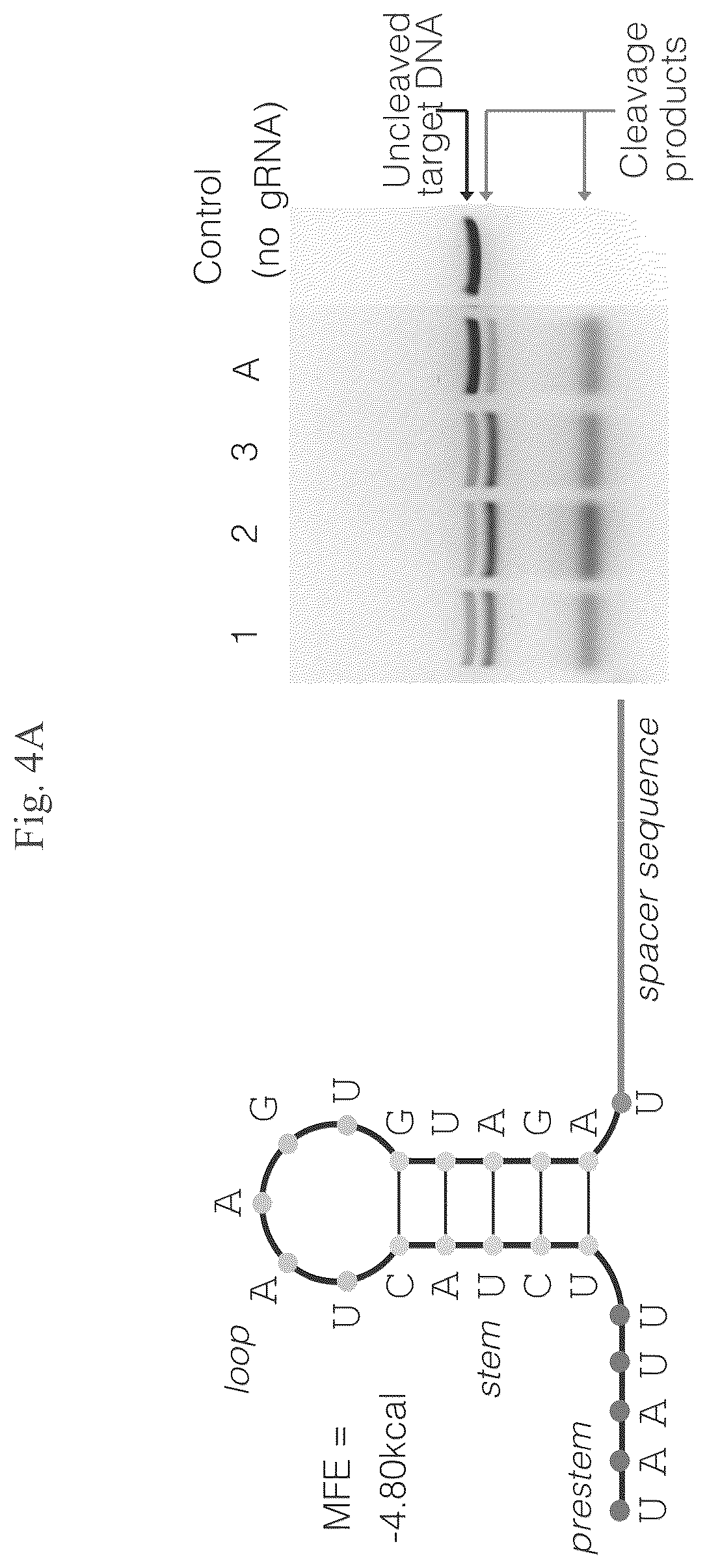 Patent US12460201 Figure 8 – Methods of multiplexing CRISPR
