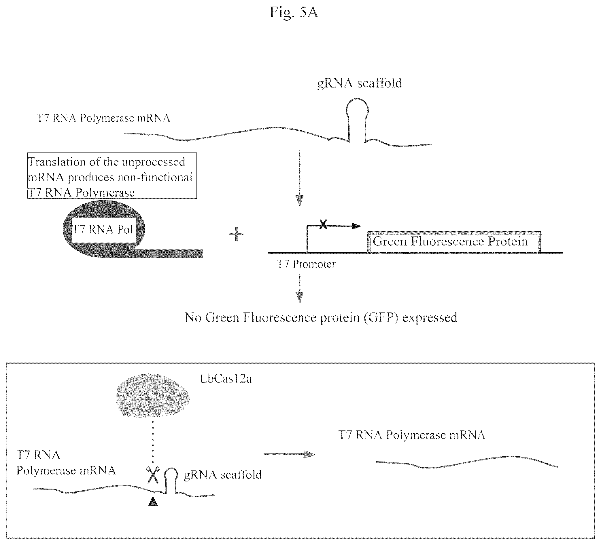 Patent US12460201 Figure 14 – Methods of multiplexing CRISPR