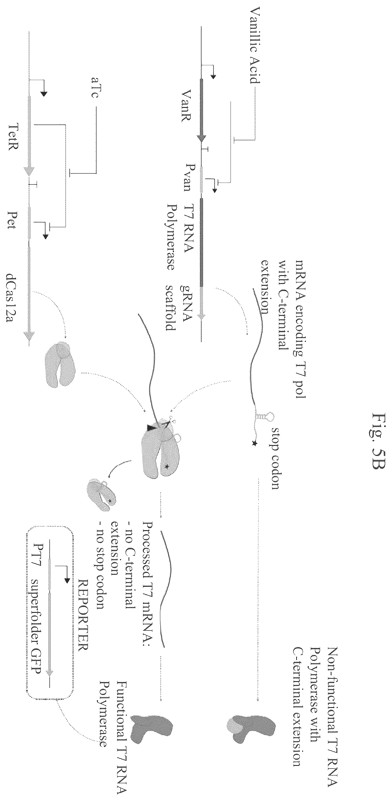 Patent US12460201 Figure 15 – Methods of multiplexing CRISPR