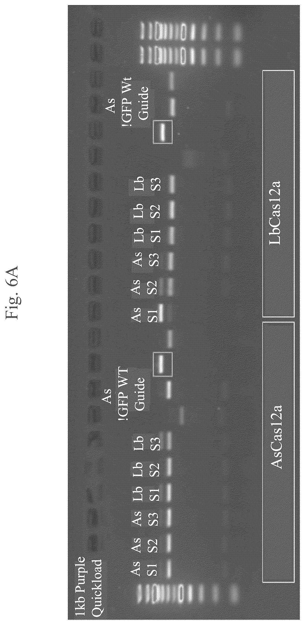 Patent US12460201 Figure 17 – Methods of multiplexing CRISPR