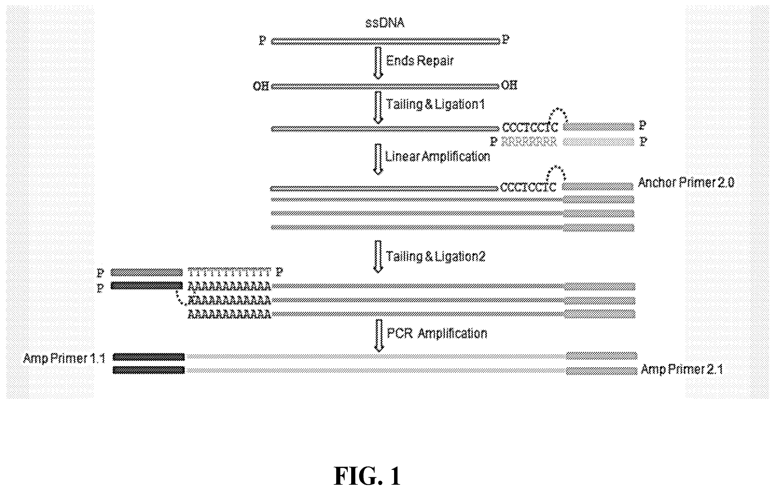 Patent US12460202 — Compositions and methods for preparing nucleic acid libraries — Figure 1