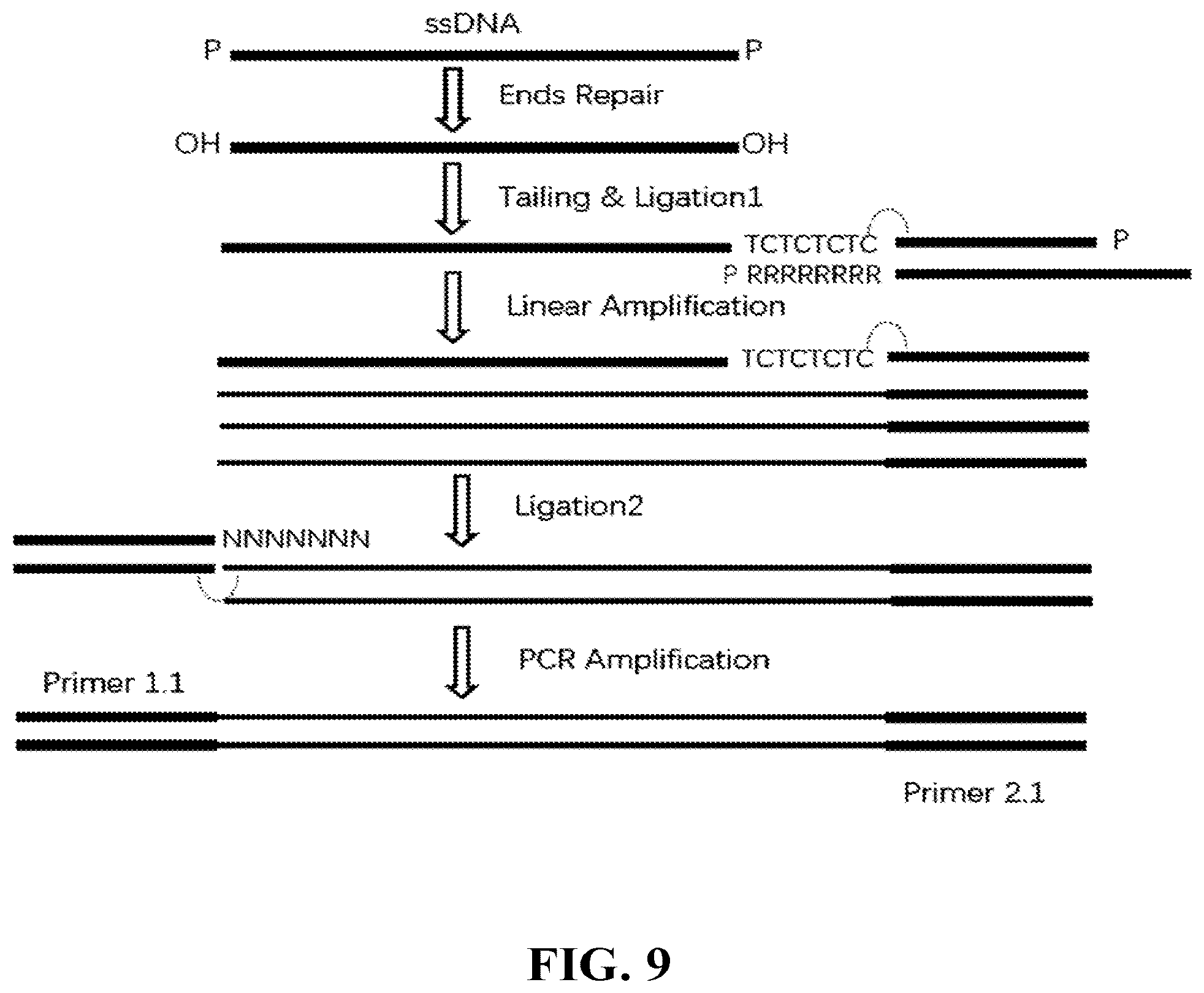 Patent US12460202 Figure 11 – Compositions and methods for preparing nucleic acid libraries