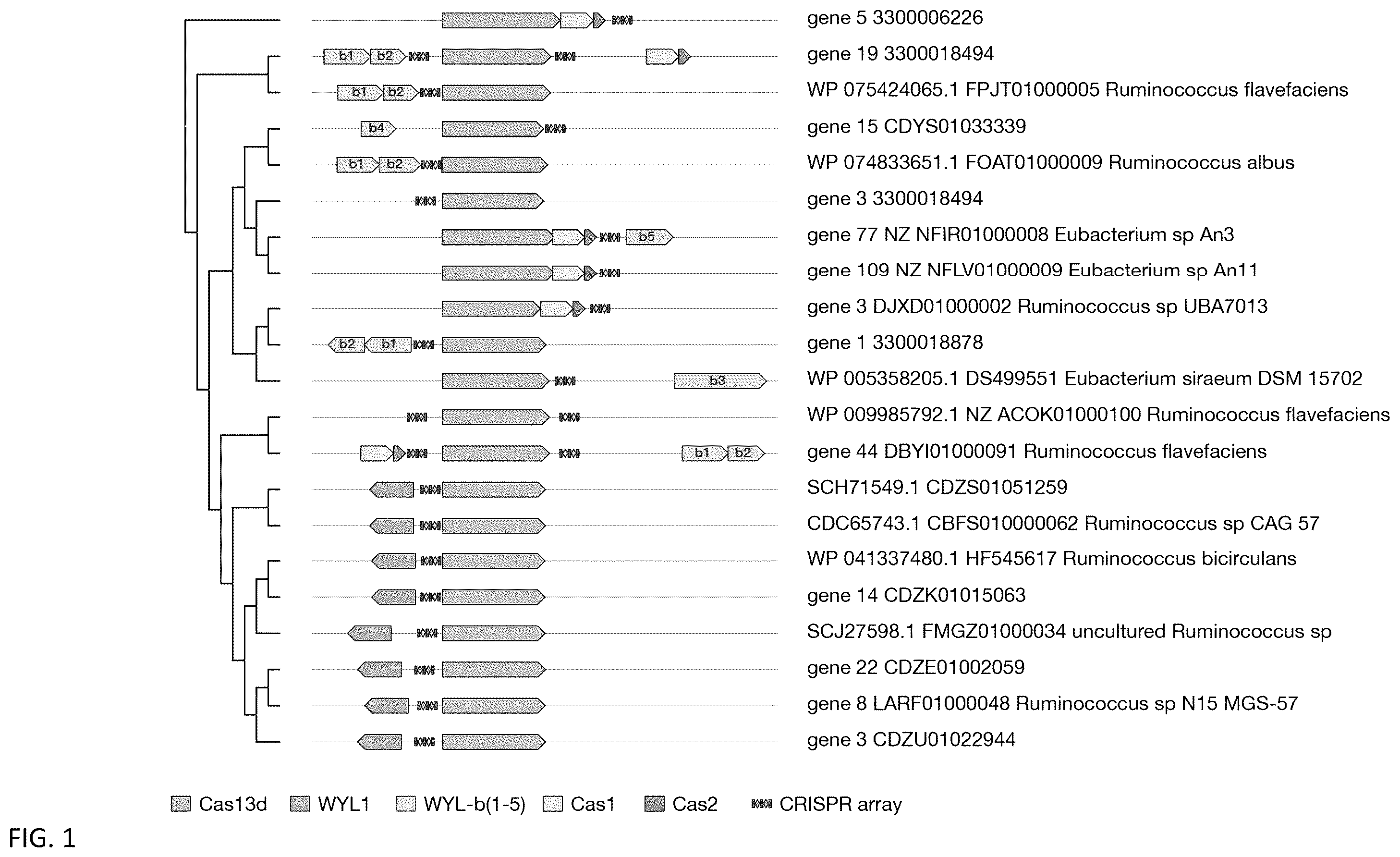 Patent US12460203 Figure 1 – CRISPR RNA targeting enzymes and systems and uses thereof