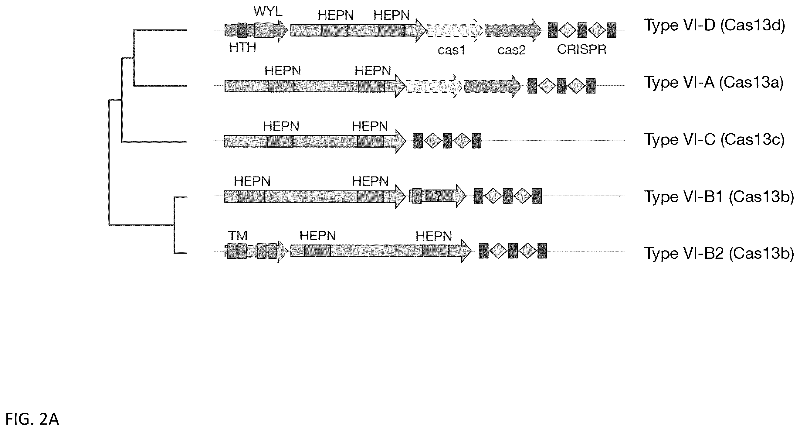 Patent US12460203 Figure 2 – CRISPR RNA targeting enzymes and systems and uses thereof