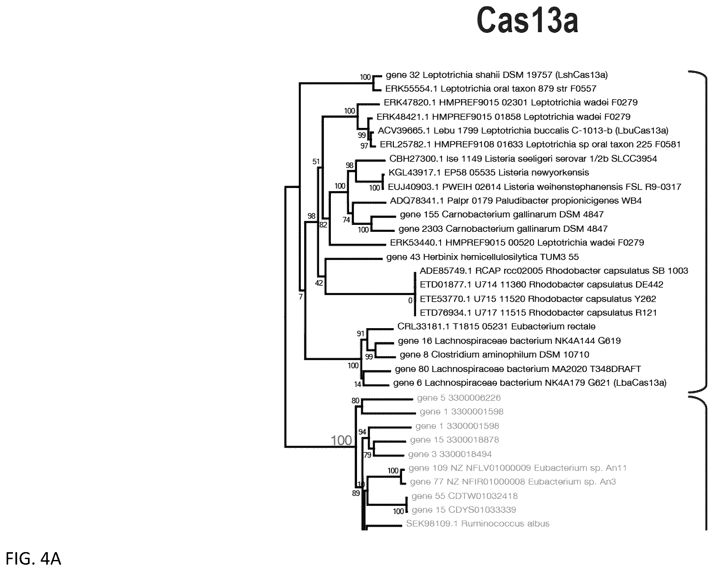 Patent US12460203 Figure 5 – CRISPR RNA targeting enzymes and systems and uses thereof