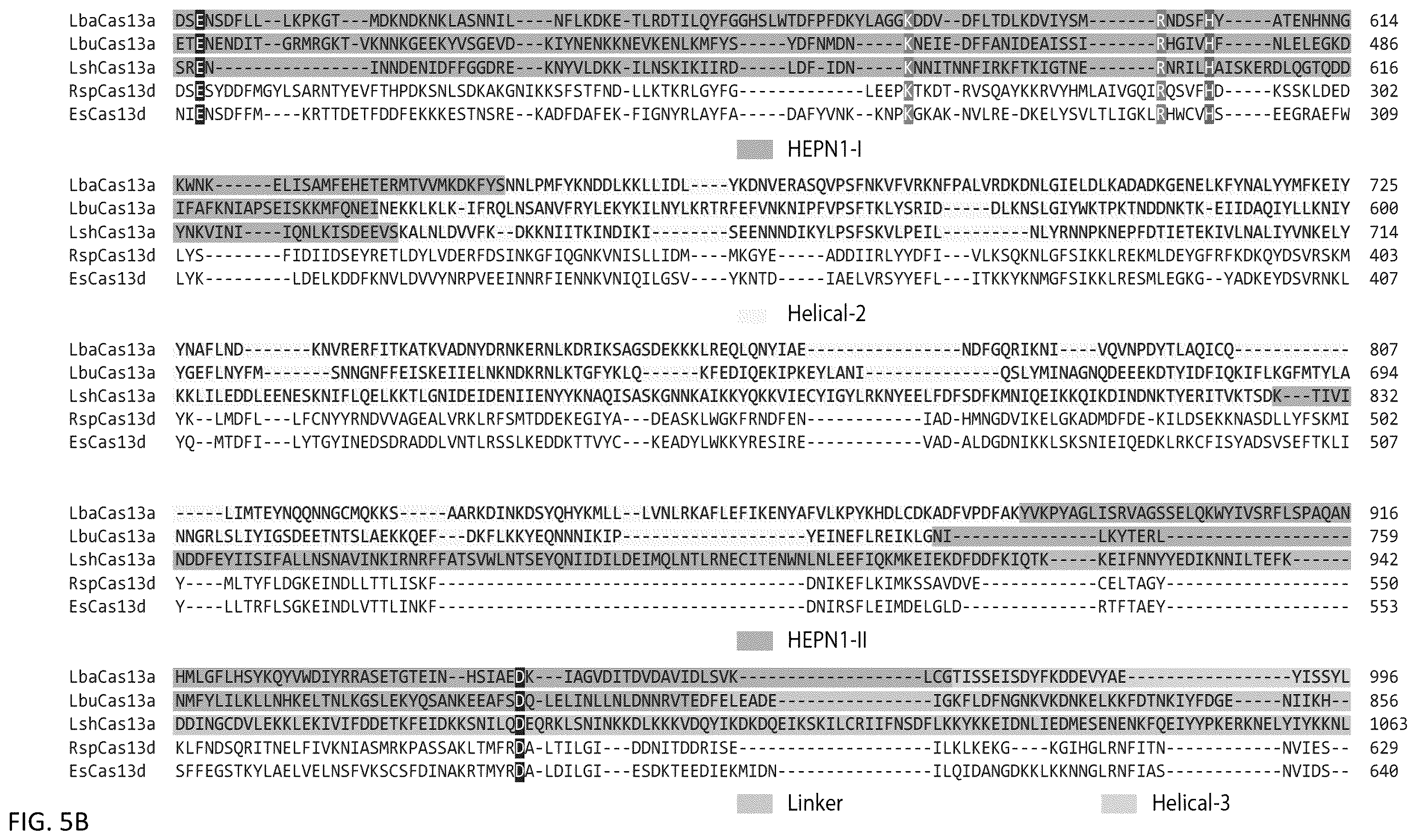 Patent US12460203 Figure 8 – CRISPR RNA targeting enzymes and systems and uses thereof