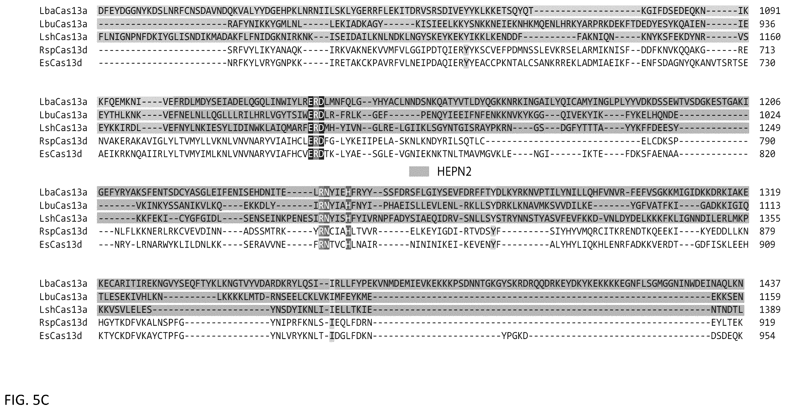 Patent US12460203 Figure 9 – CRISPR RNA targeting enzymes and systems and uses thereof