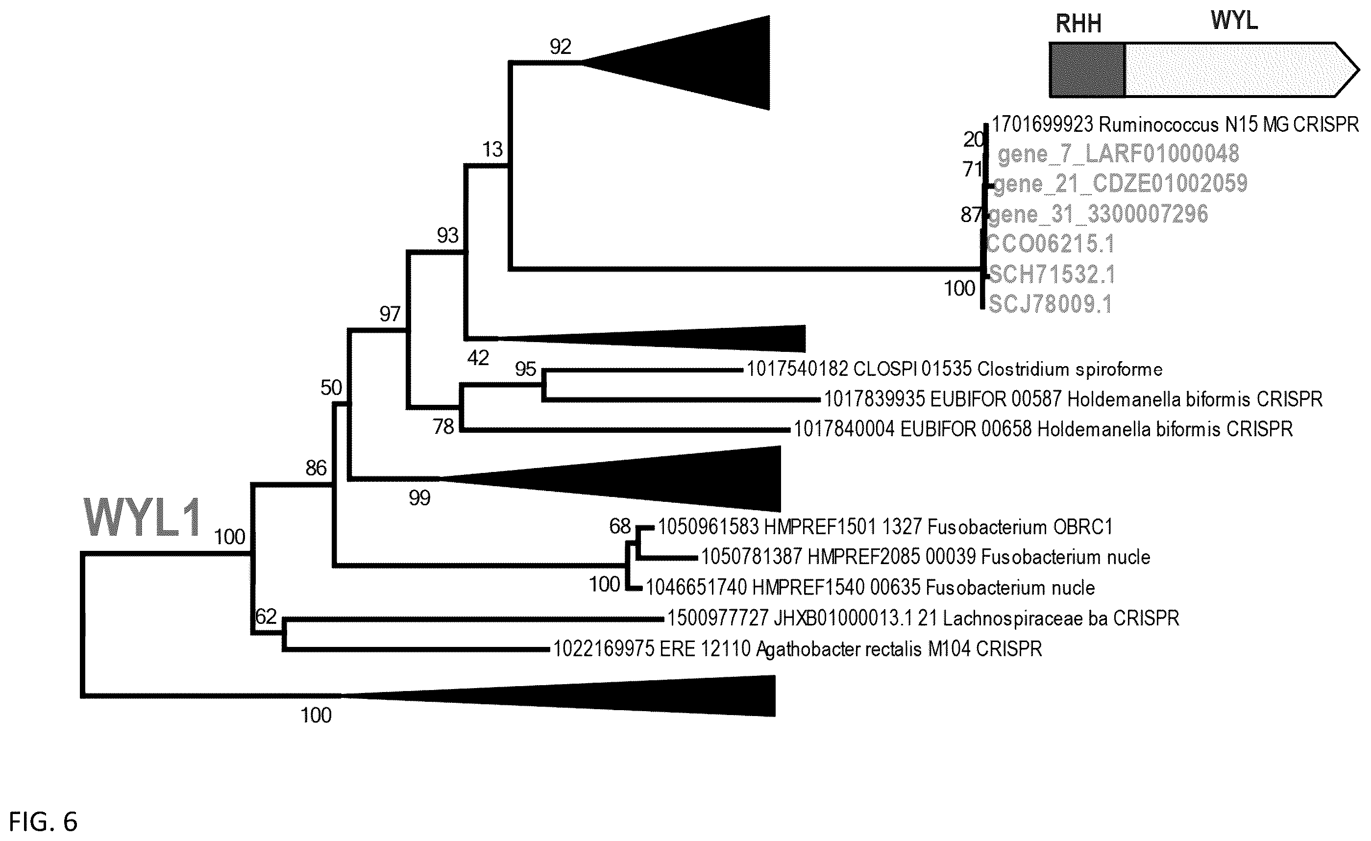 Patent US12460203 Figure 10 – CRISPR RNA targeting enzymes and systems and uses thereof