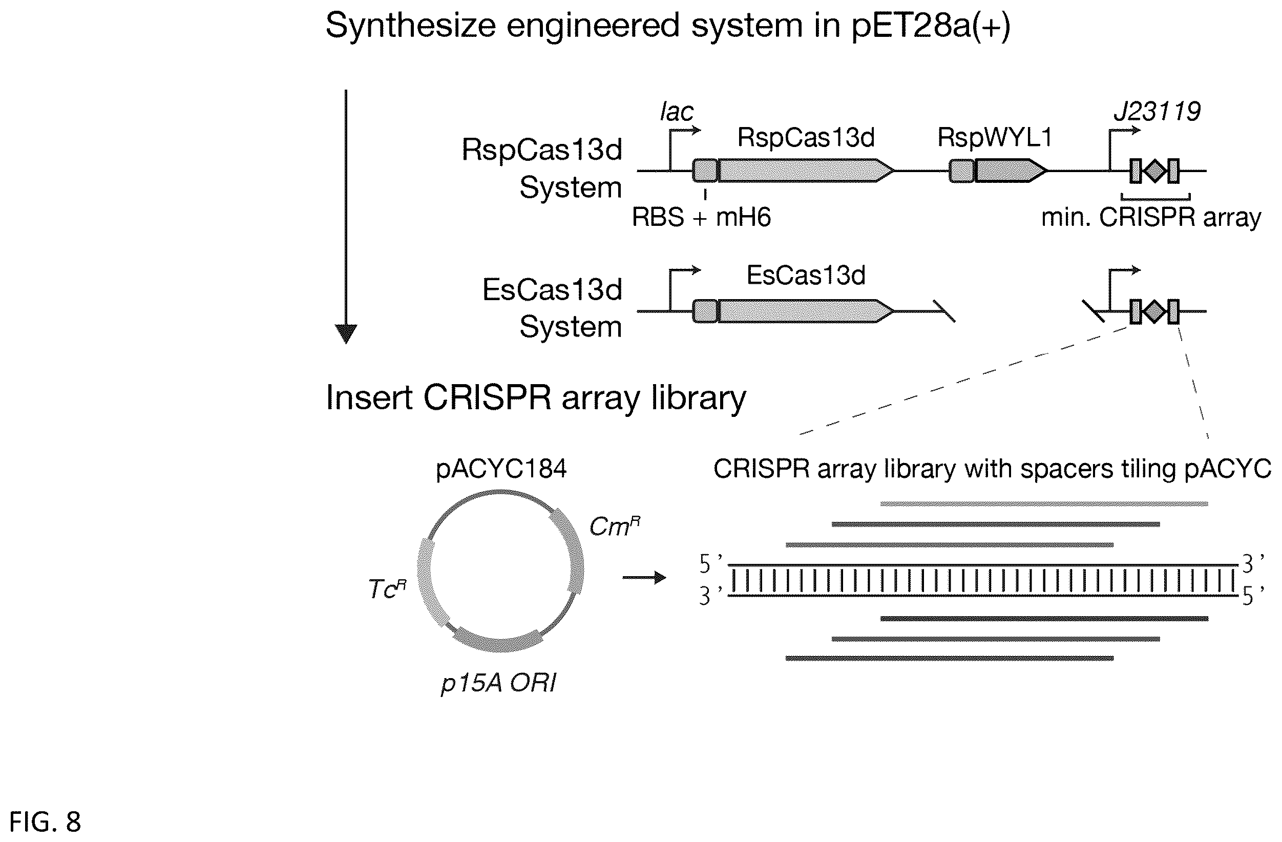 Patent US12460203 Figure 12 – CRISPR RNA targeting enzymes and systems and uses thereof